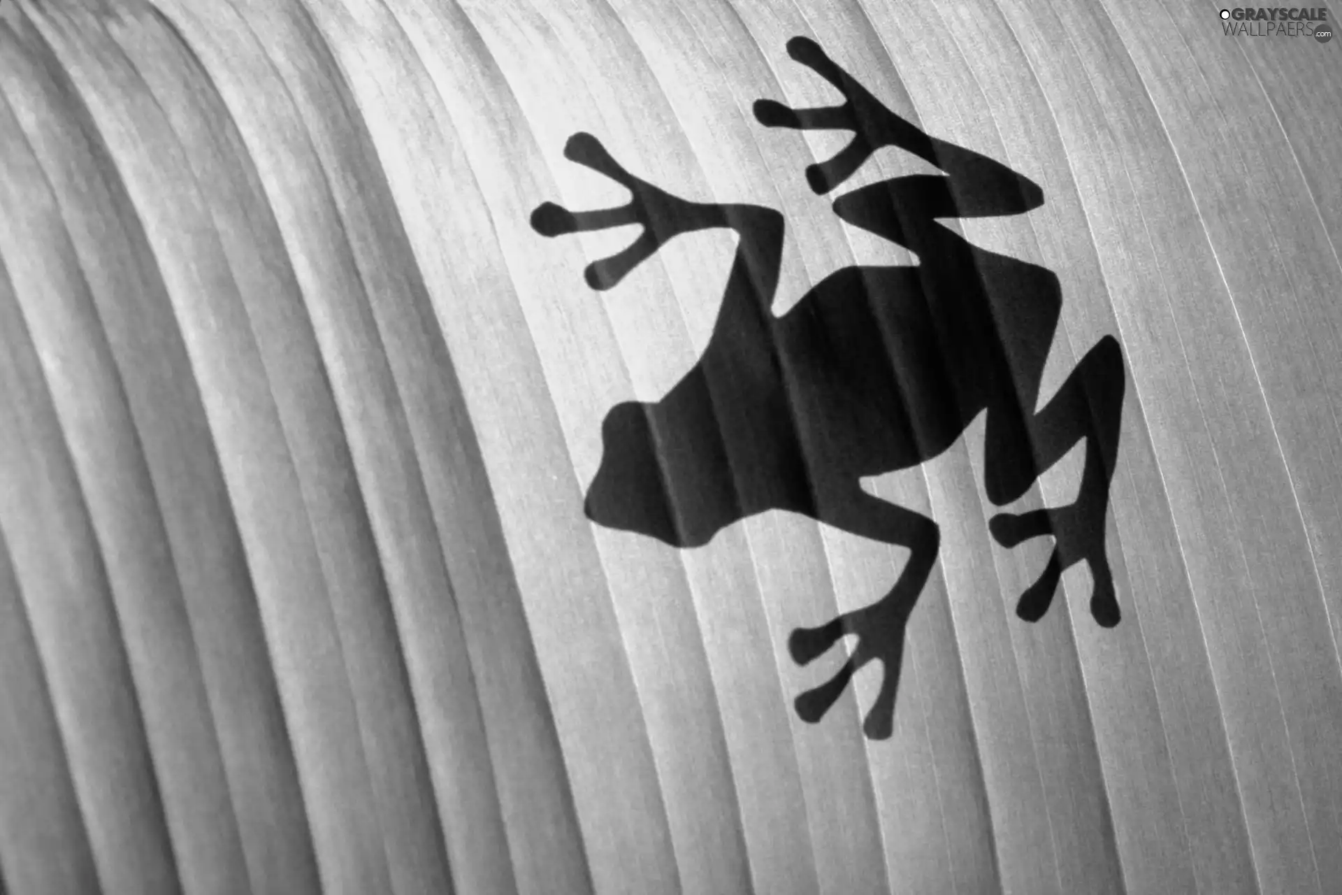 shadow, strange frog, leaf