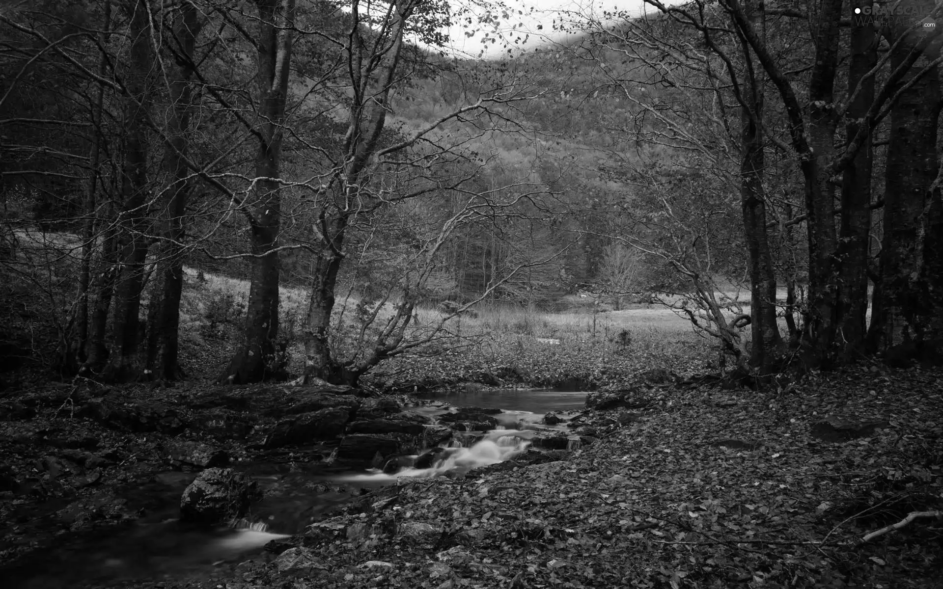 Leaf, forest, stream