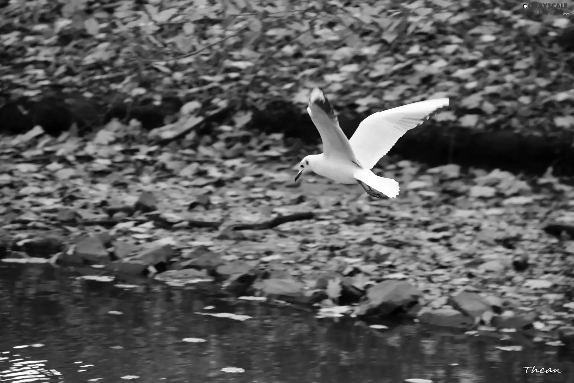 Leaf, seagull, stream