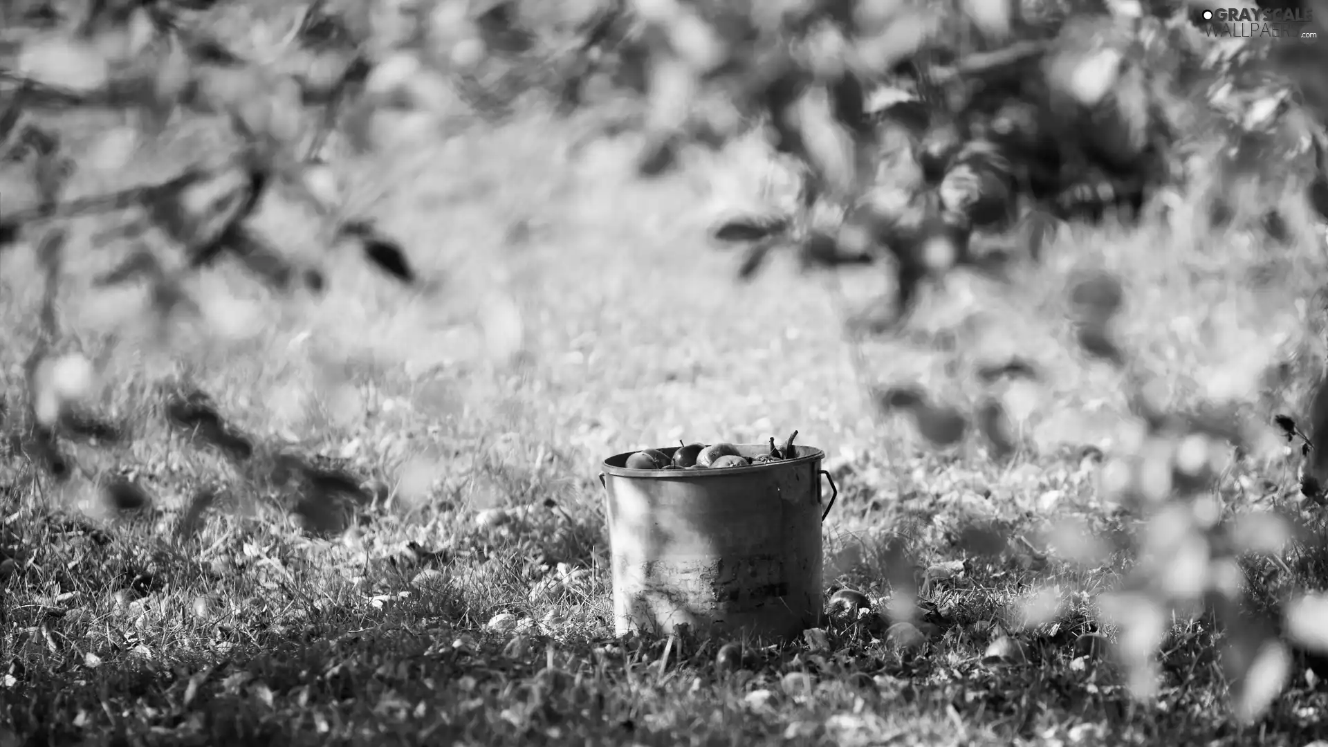 summer, Bucket, Leaf, apples