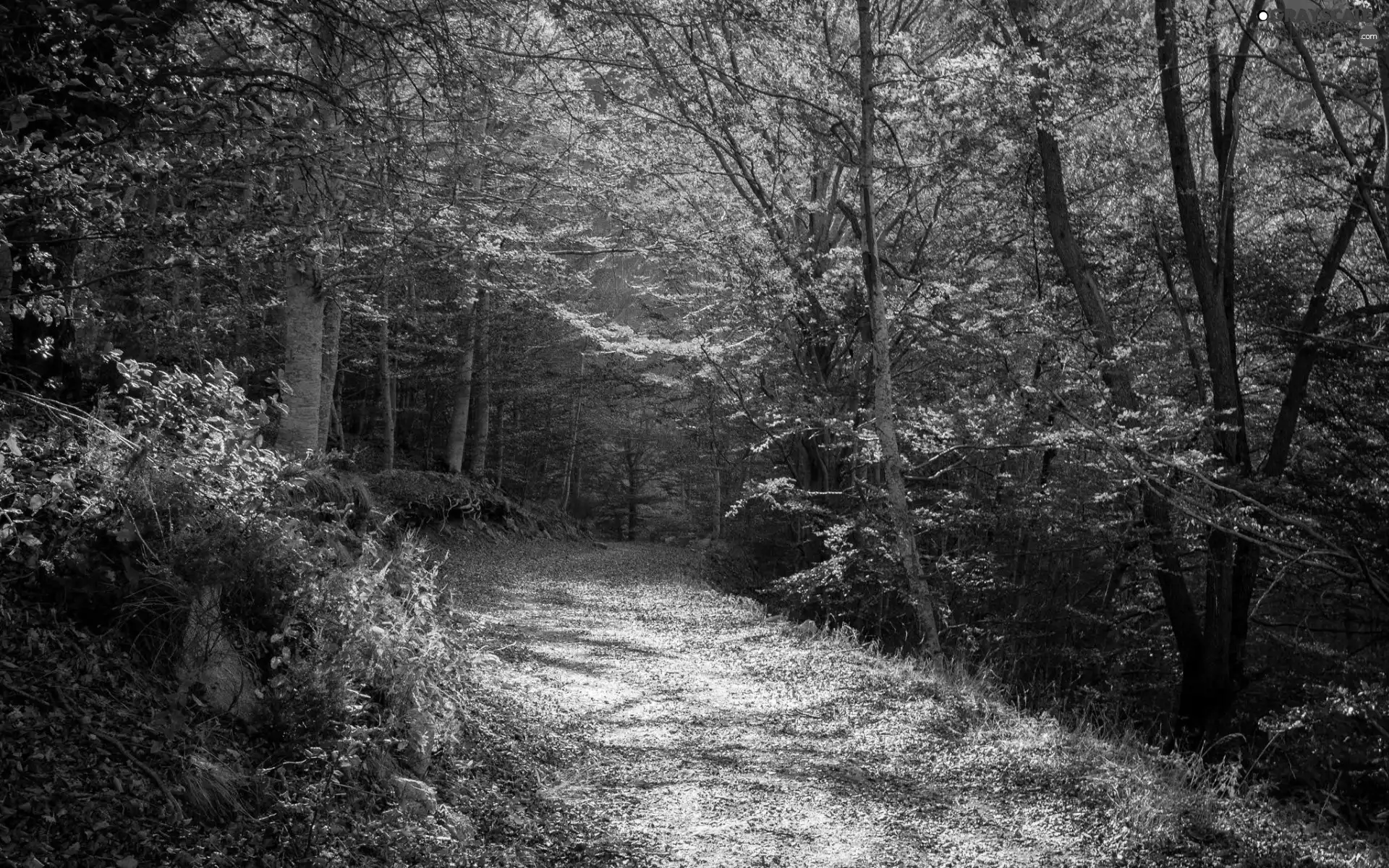 Way, forest, Leaf, Przebijające, luminosity, autumn, sun, flash, ligh