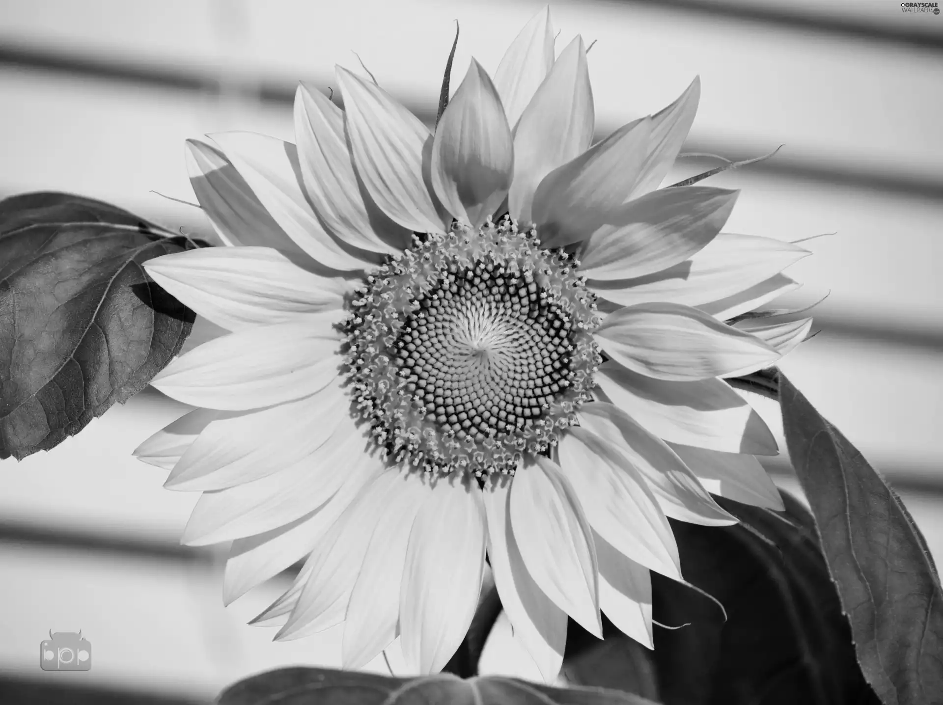 Sunflower, Leaf