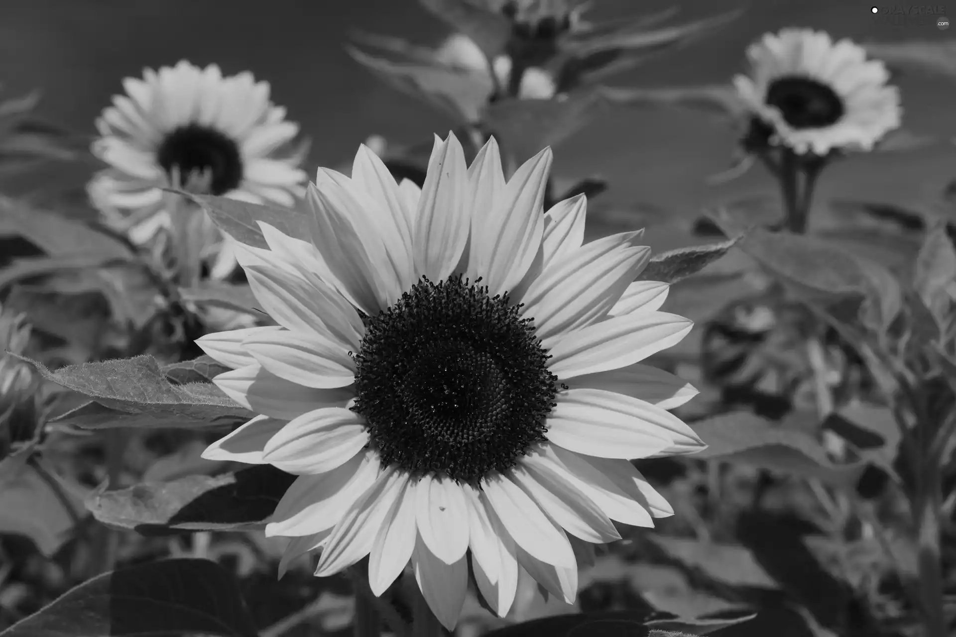 Sunflower, Leaf