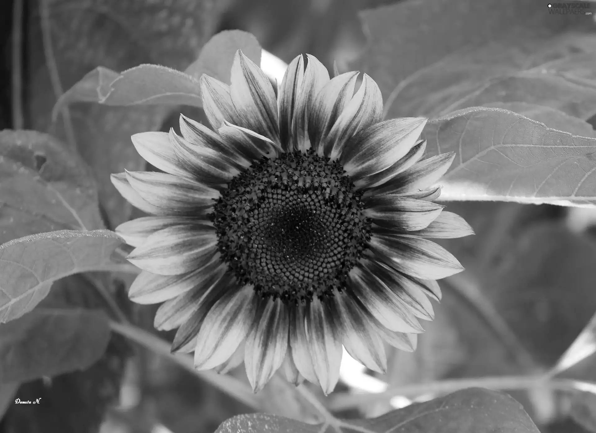 Sunflower, Leaf