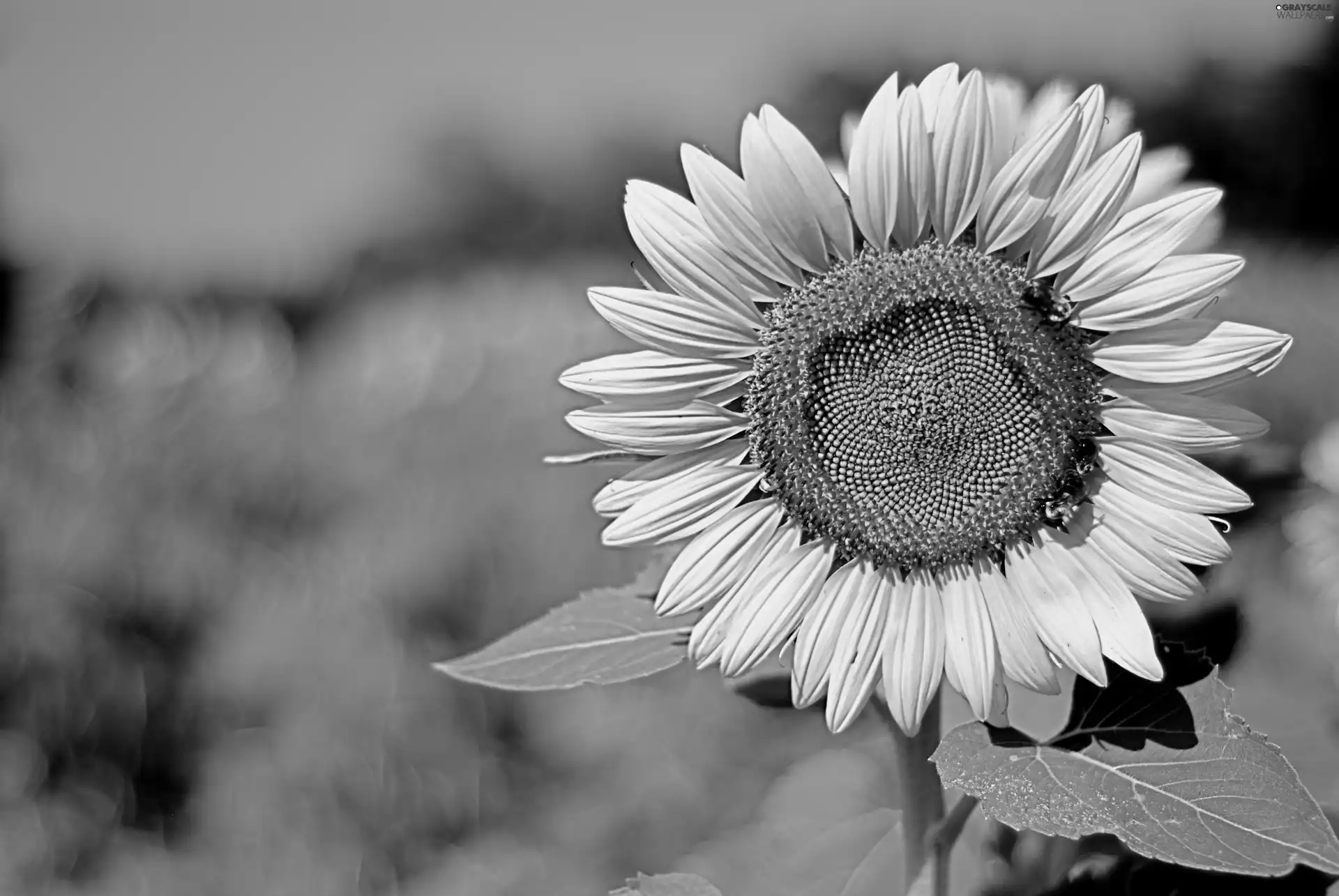 Leaf, Yellow, Sunflower