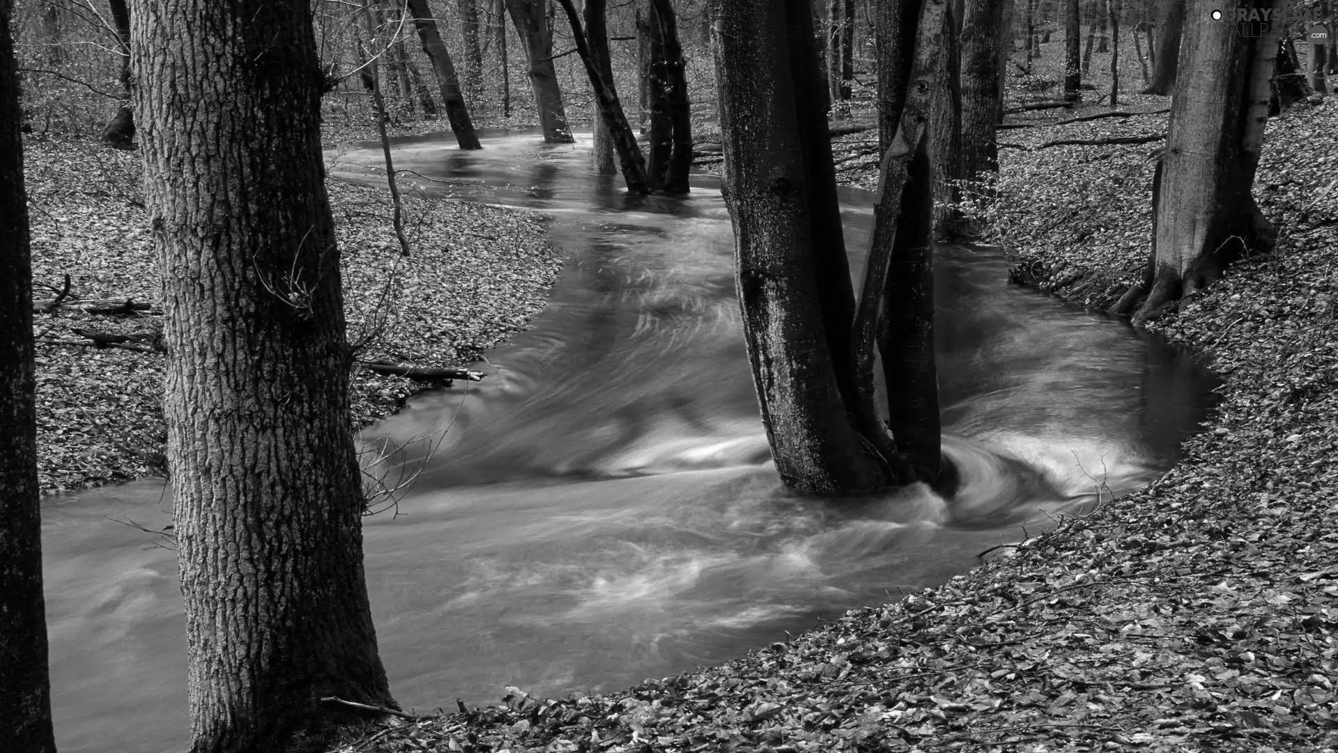 tear, forest, Leaf, River