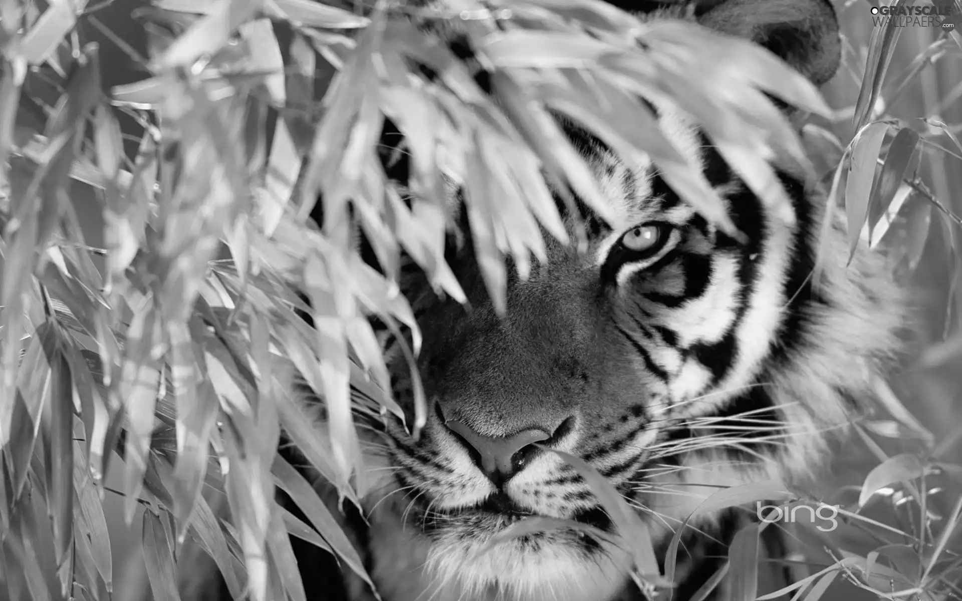 tiger, Leaf