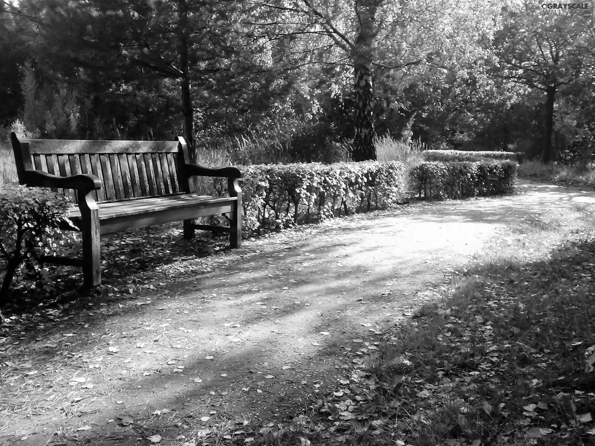 Bench, Park, Leaf, Toadstool, fallen, alley