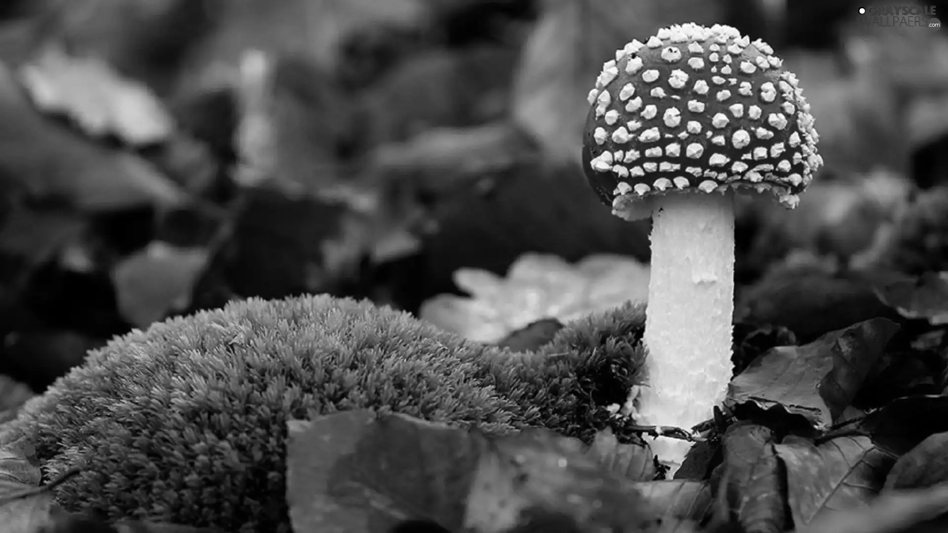 Leaf, Red, toadstool