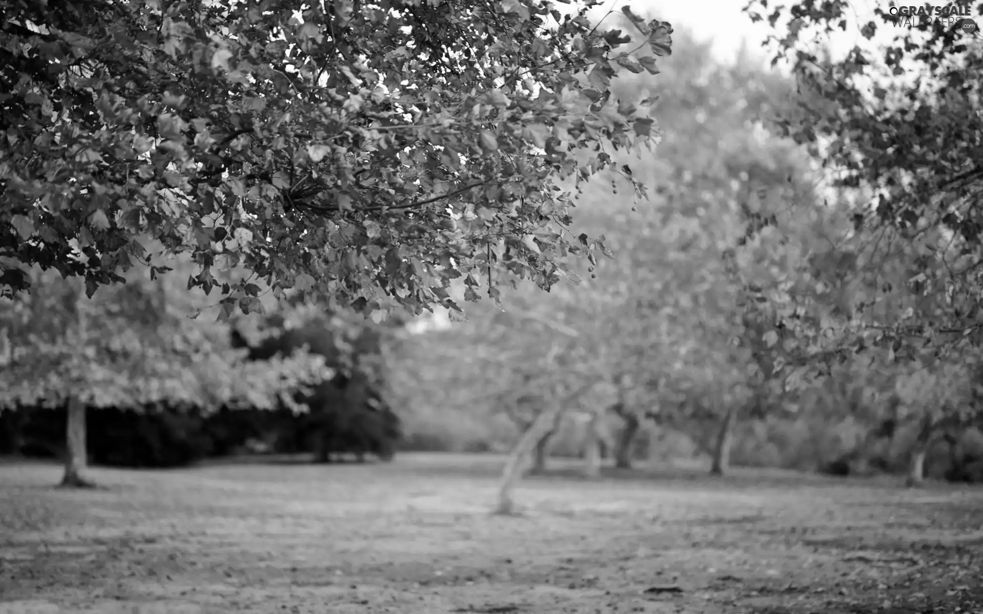 trees, autumn, Leaf, viewes