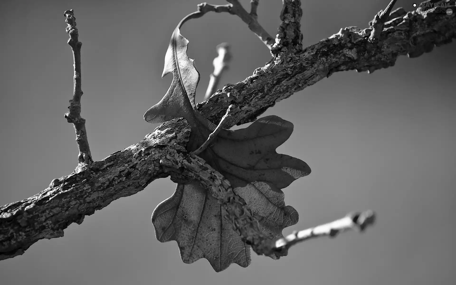 trees, Autumn, leaf, viewes