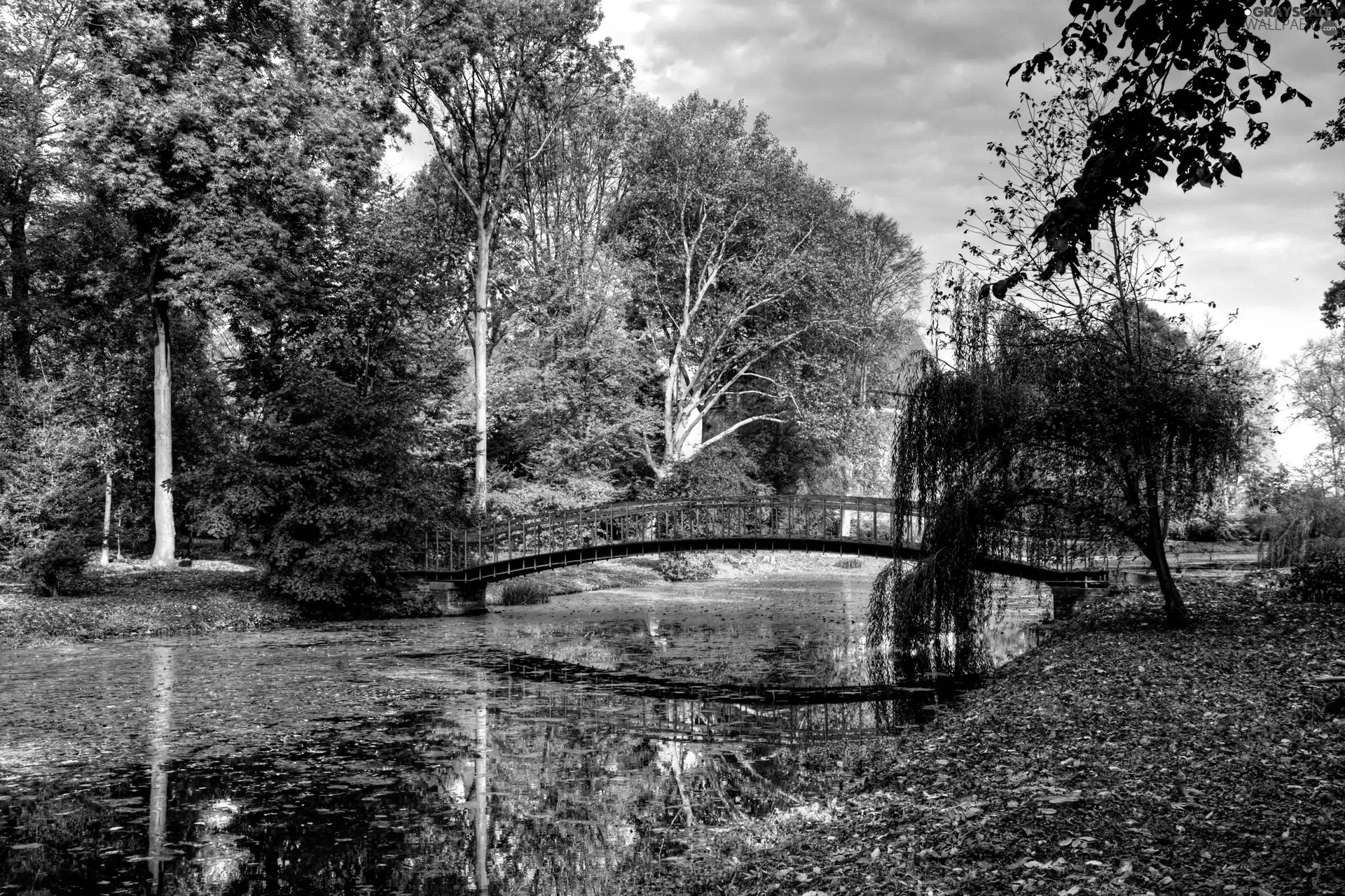 trees, bridge, Leaf, viewes