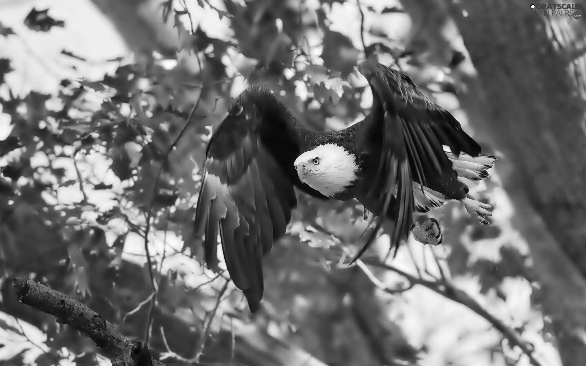 American Bald Eagle, trees, Leaf