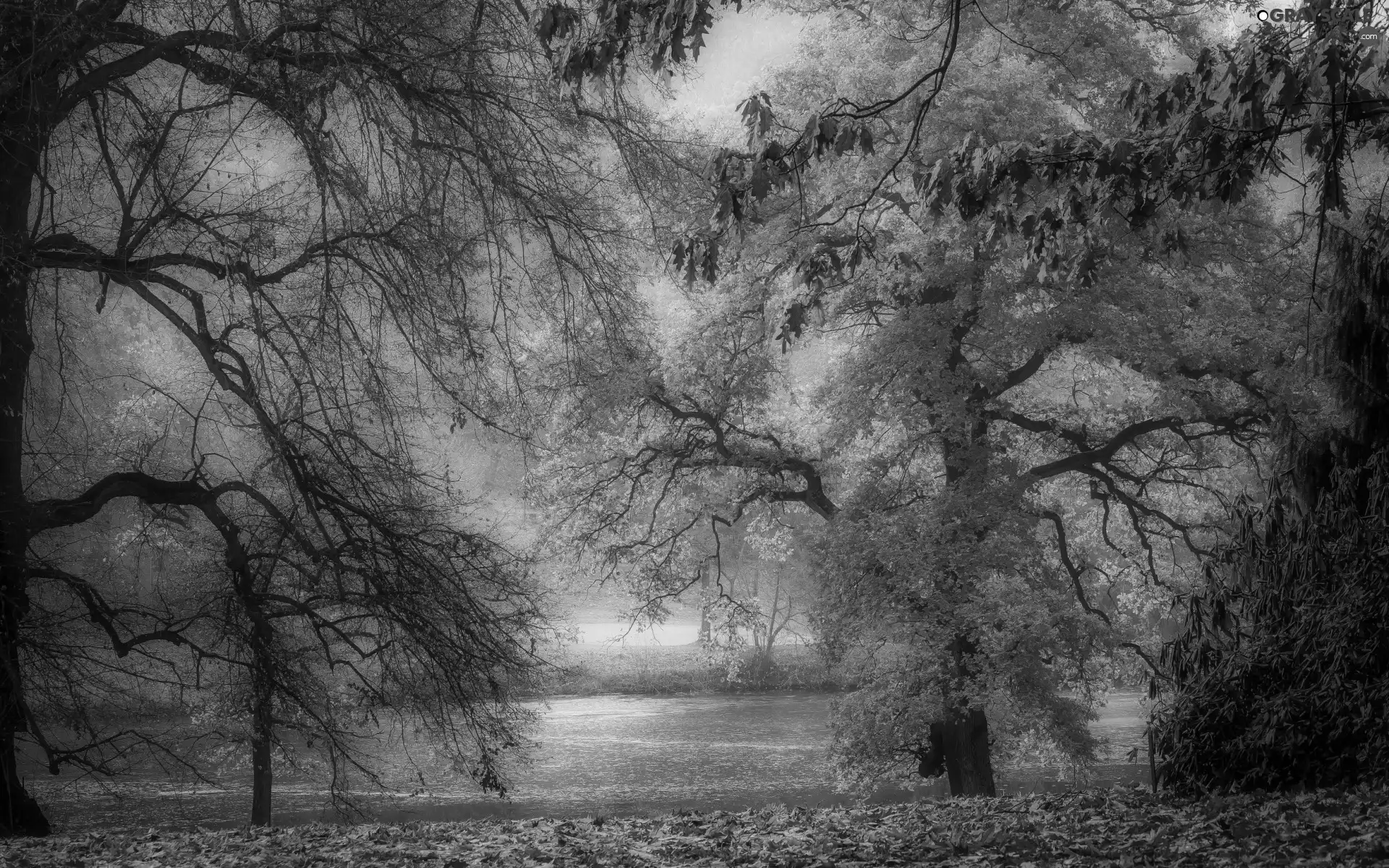 viewes, autumn, fallen, Leaf, River, trees