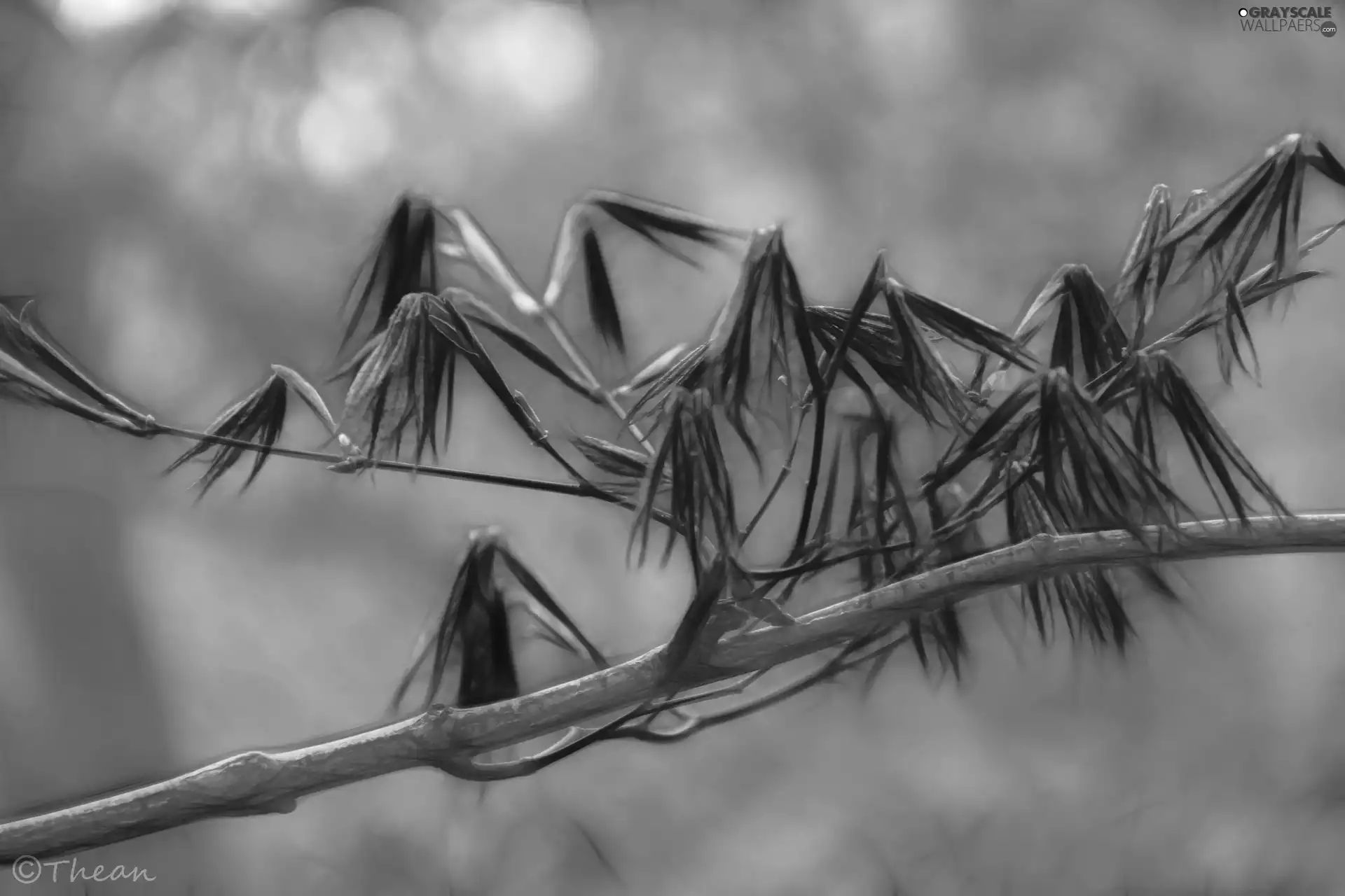 Leaf, Fractalius, trees