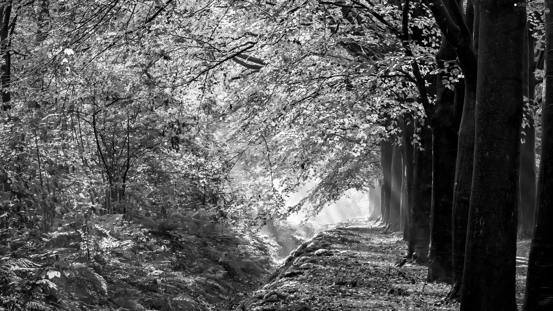 Leaf, hedge, trees