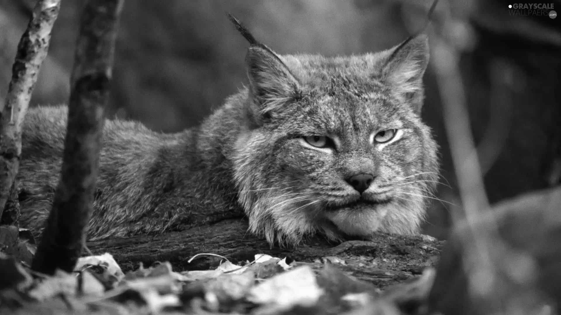 Leaf, Lynx, trees