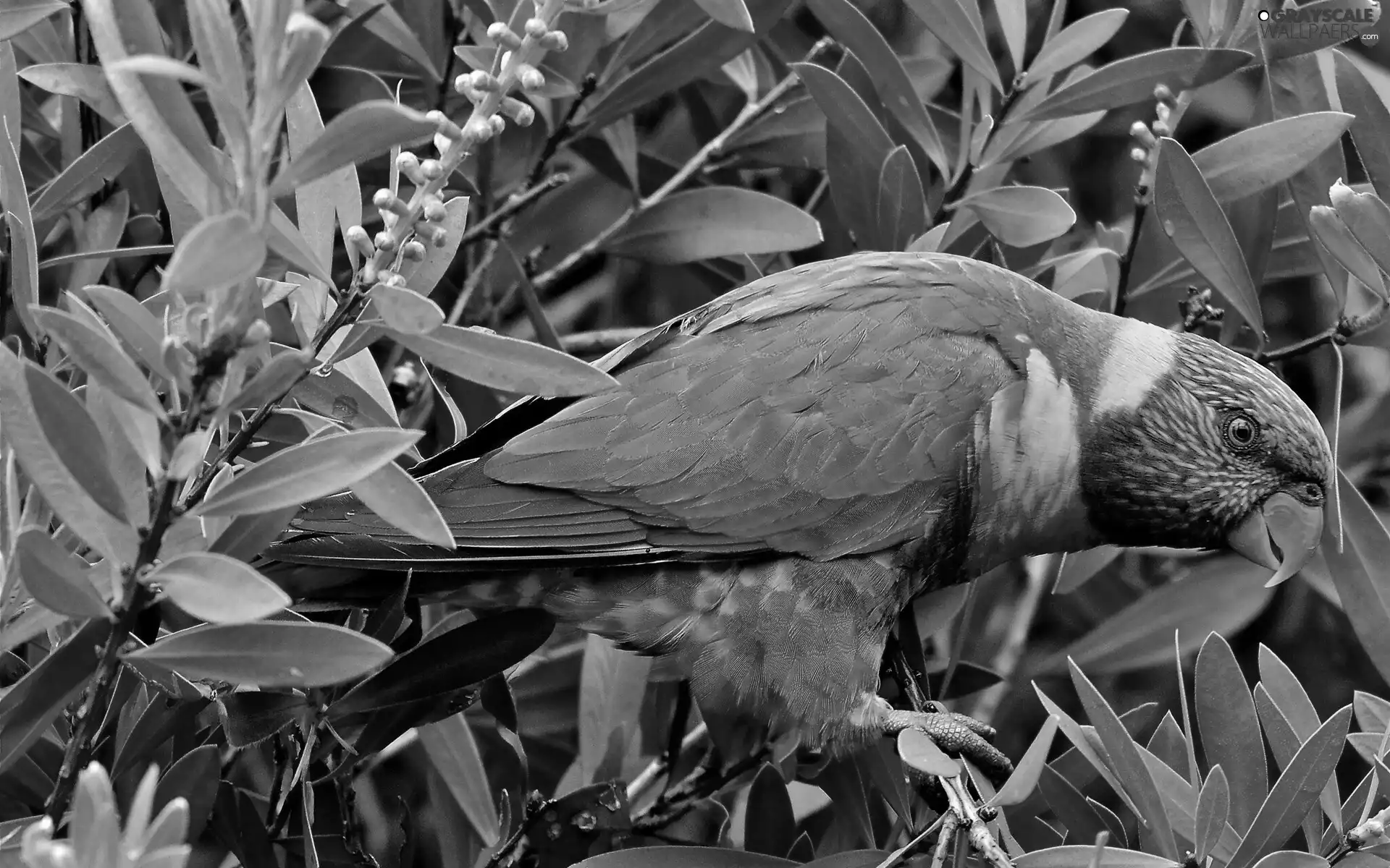 Leaf, parrot, trees