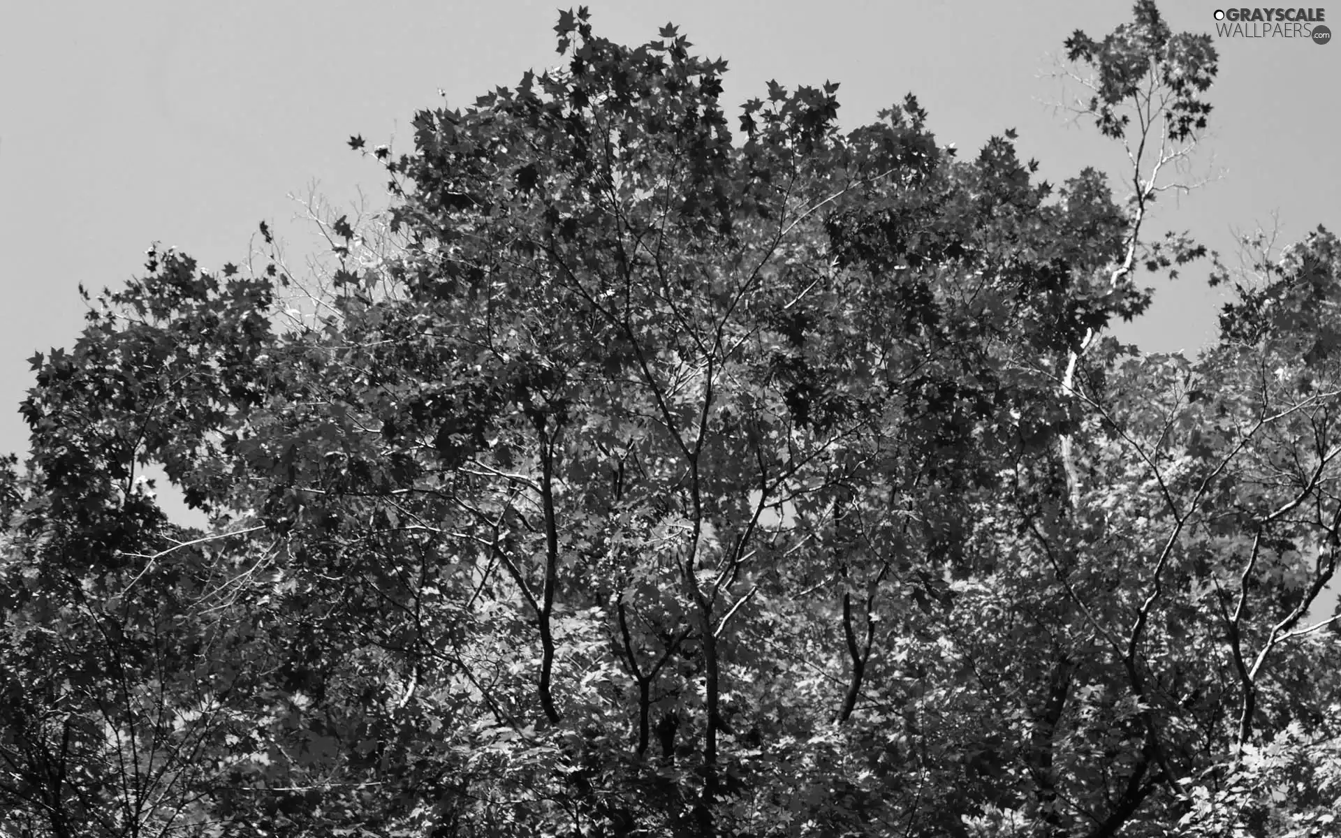 trees, Red, Leaf, viewes