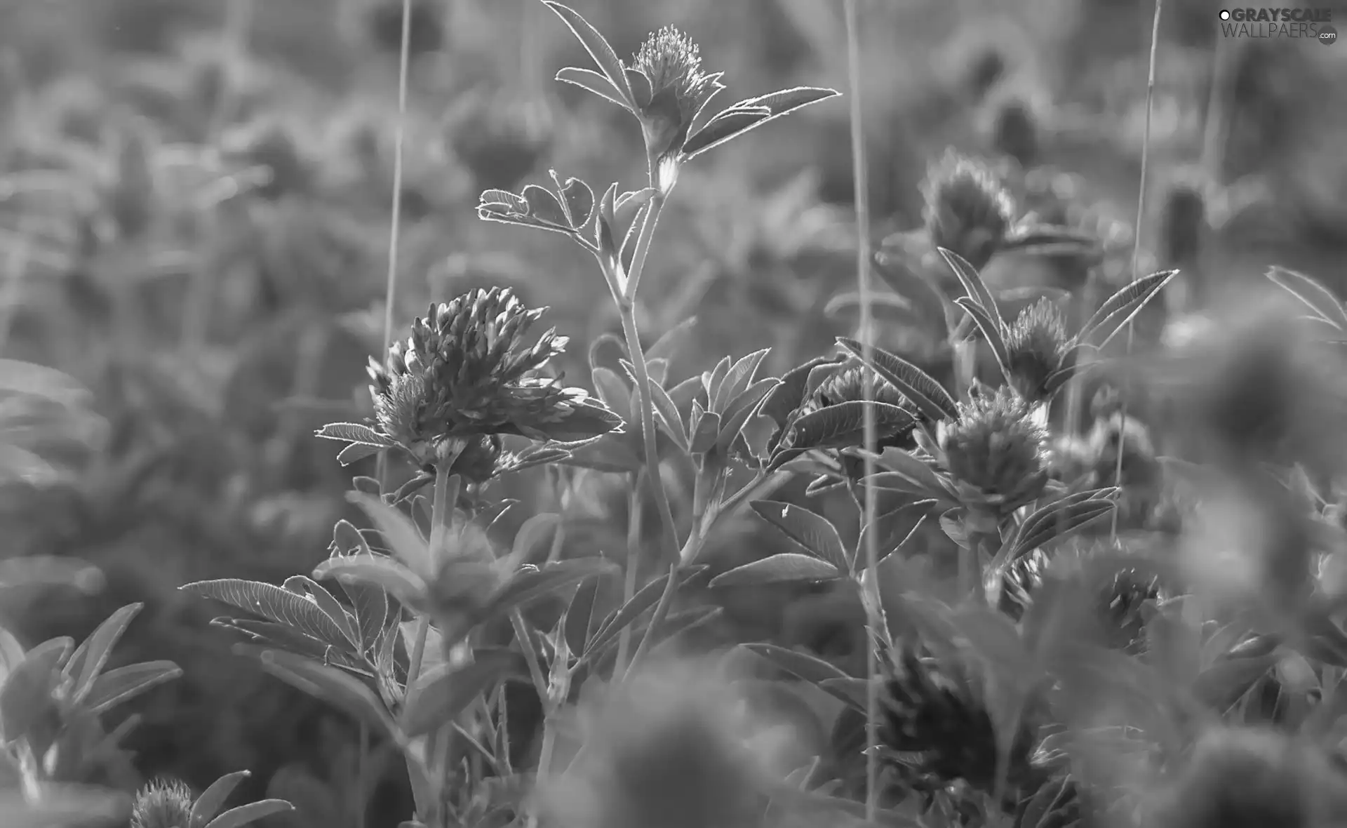 Leaf, Flowers, trefoil