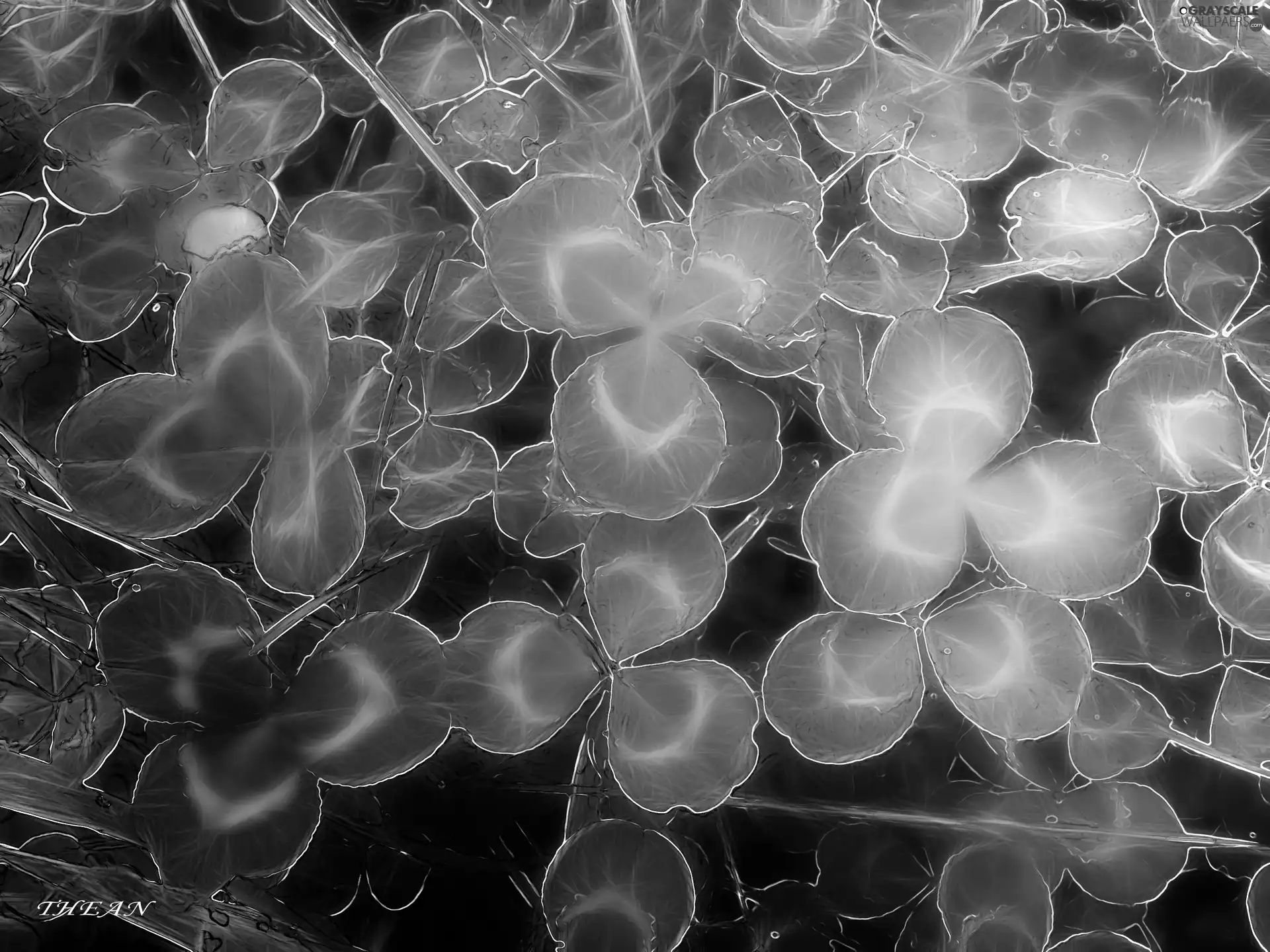 trefoil, Leaf