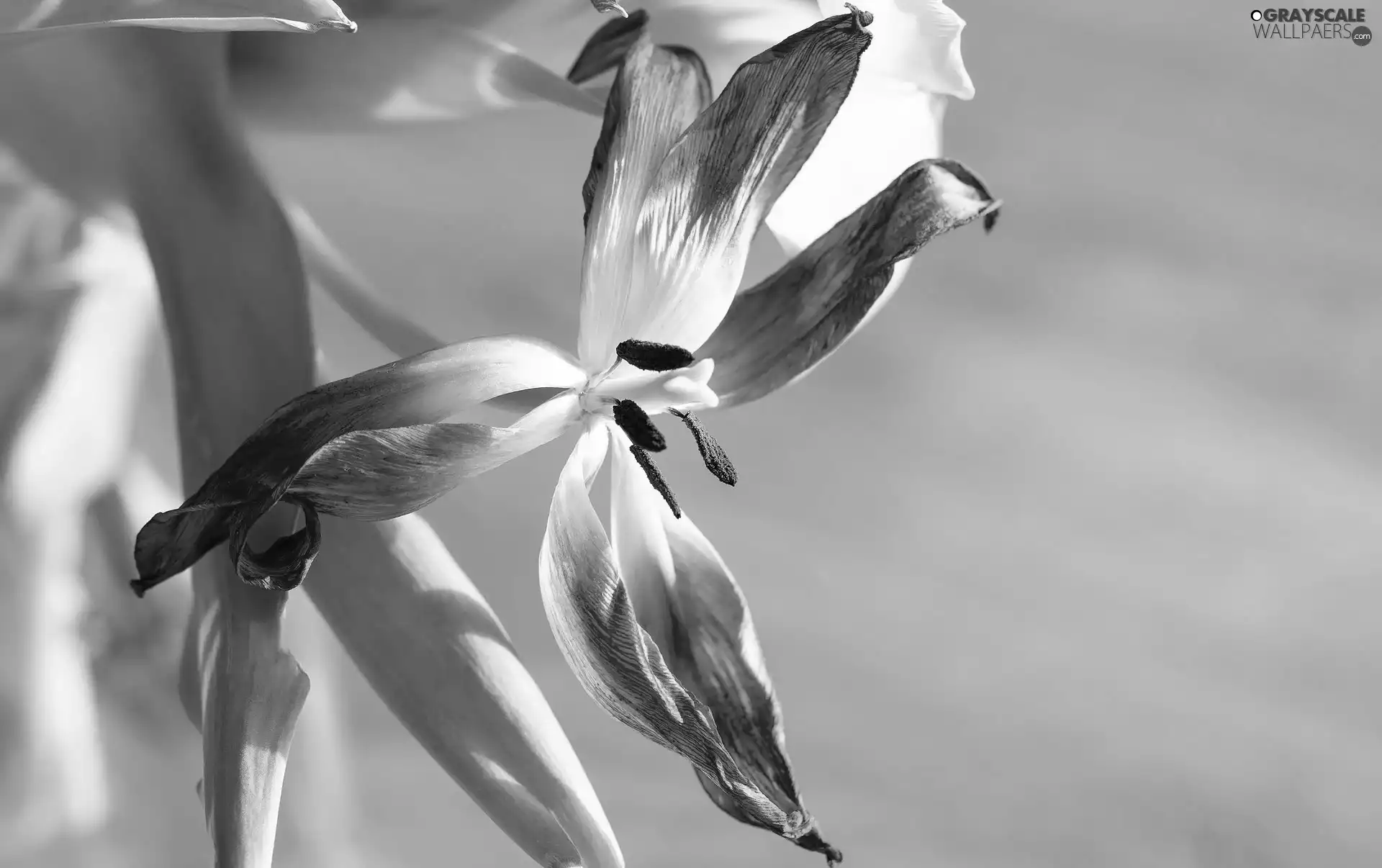 Leaf, Flowers, tulip