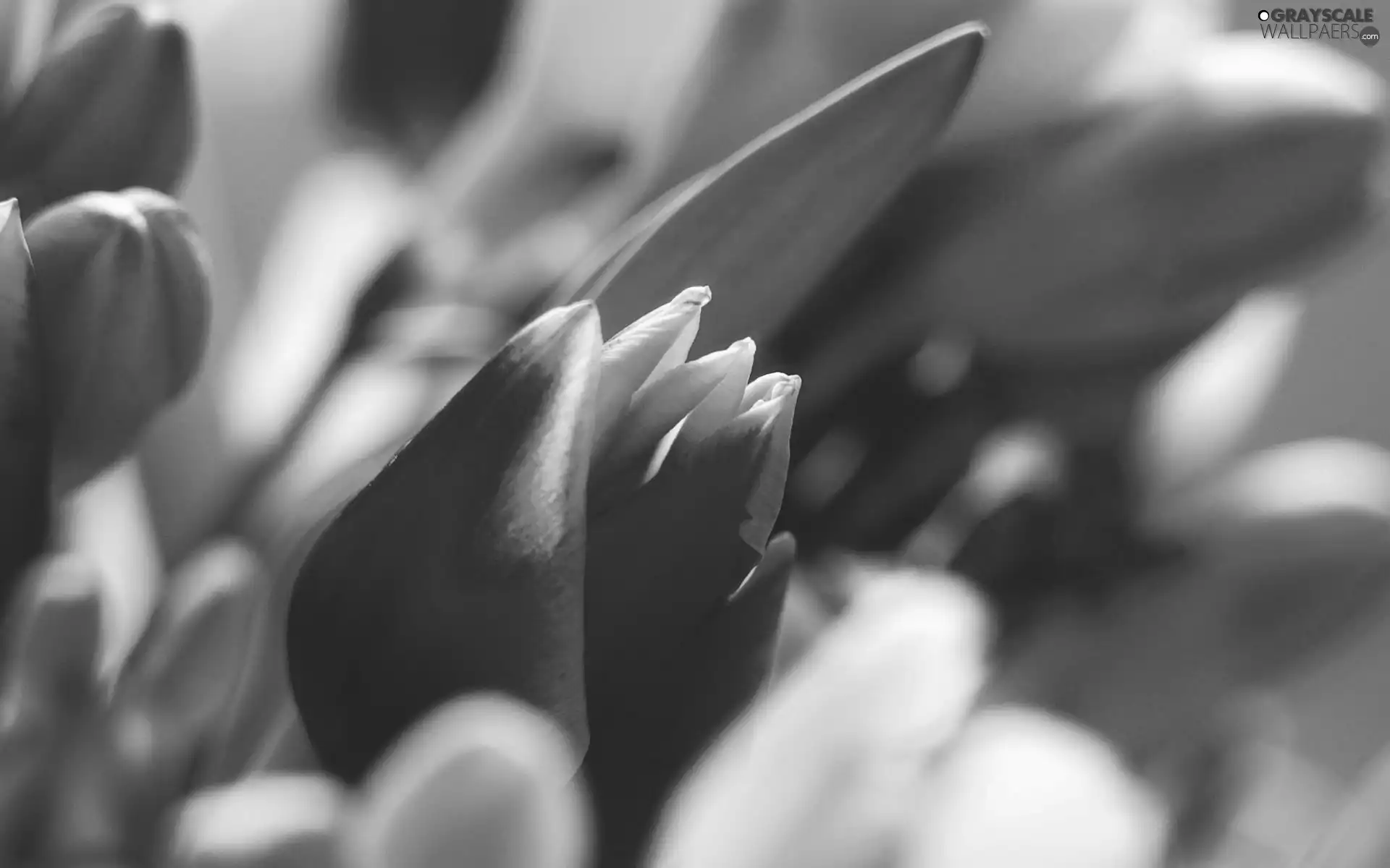 leaf, Red, Tulips