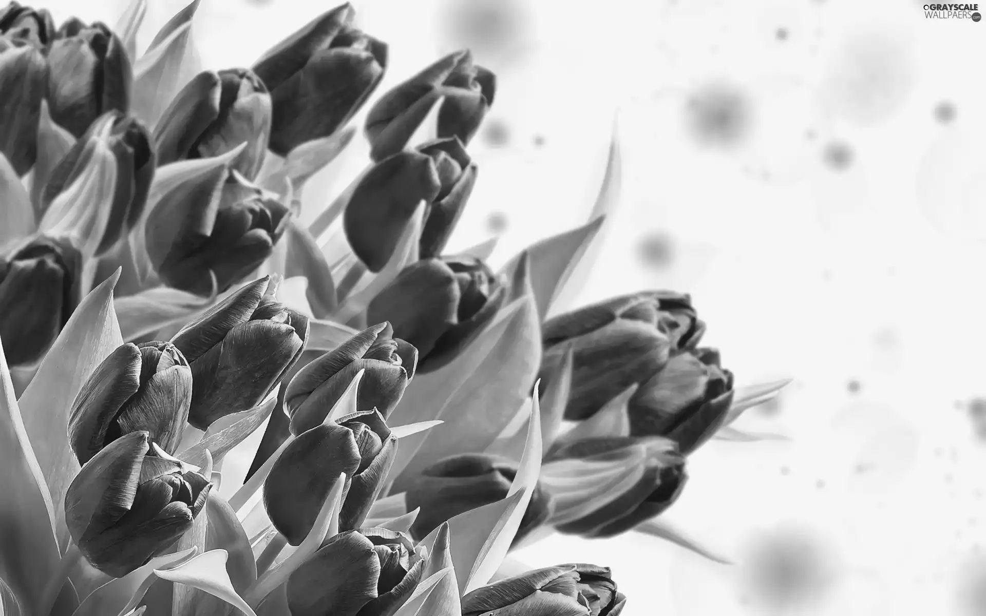Leaf, Red, Tulips