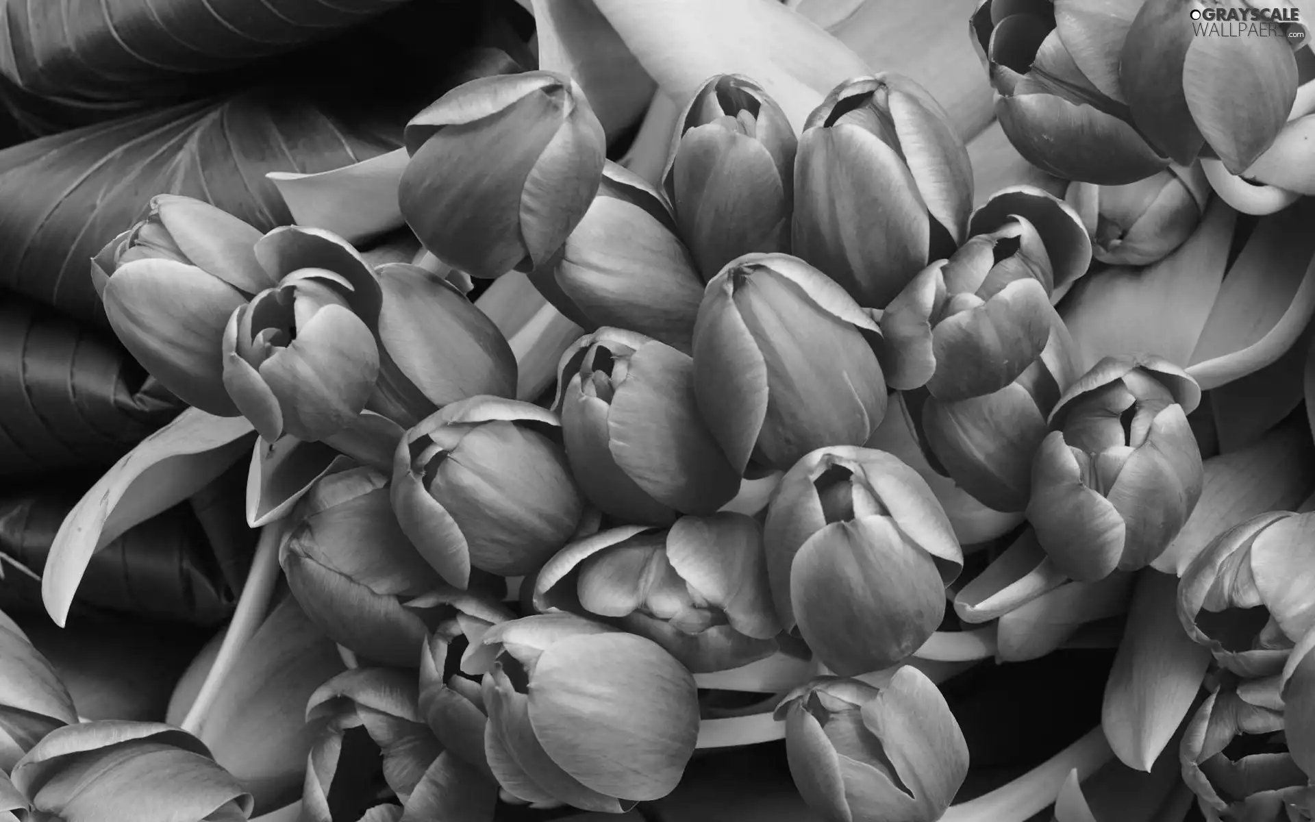 Tulips, Leaf