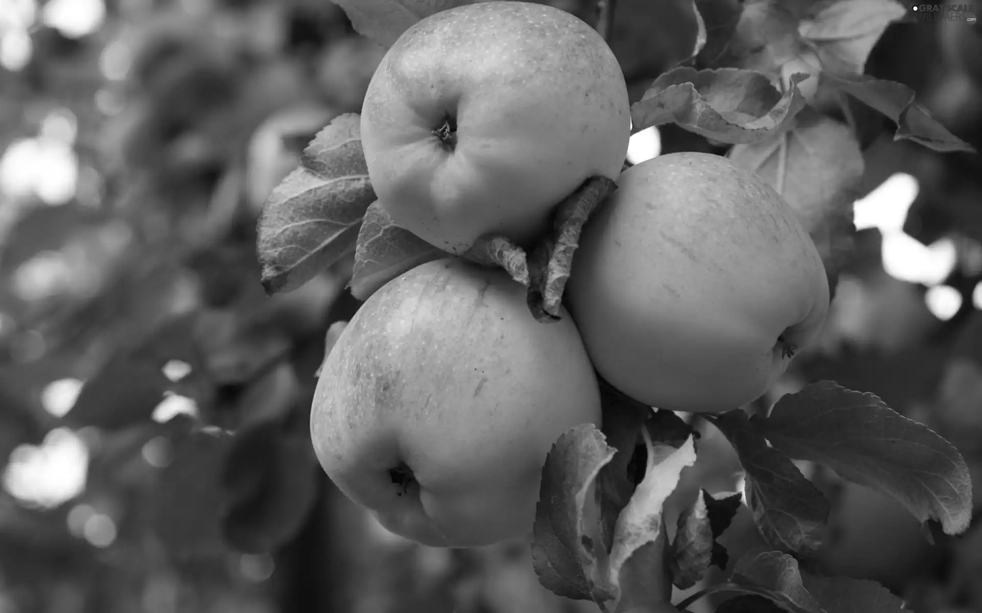 Leaf, apples, twig