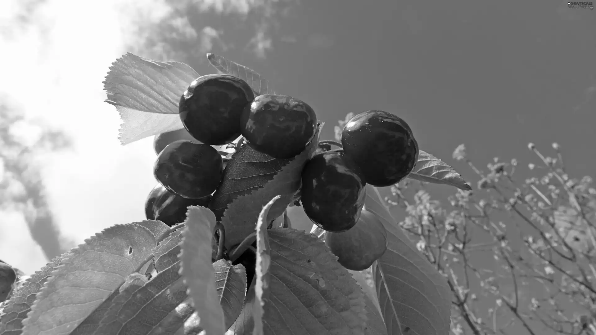 Leaf, cherries, twig