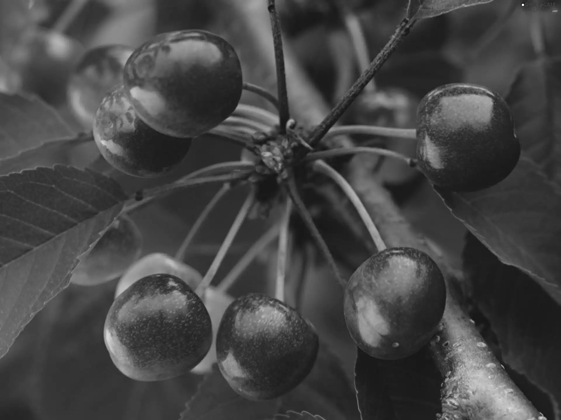 twig, Fruits, Leaf, cherries