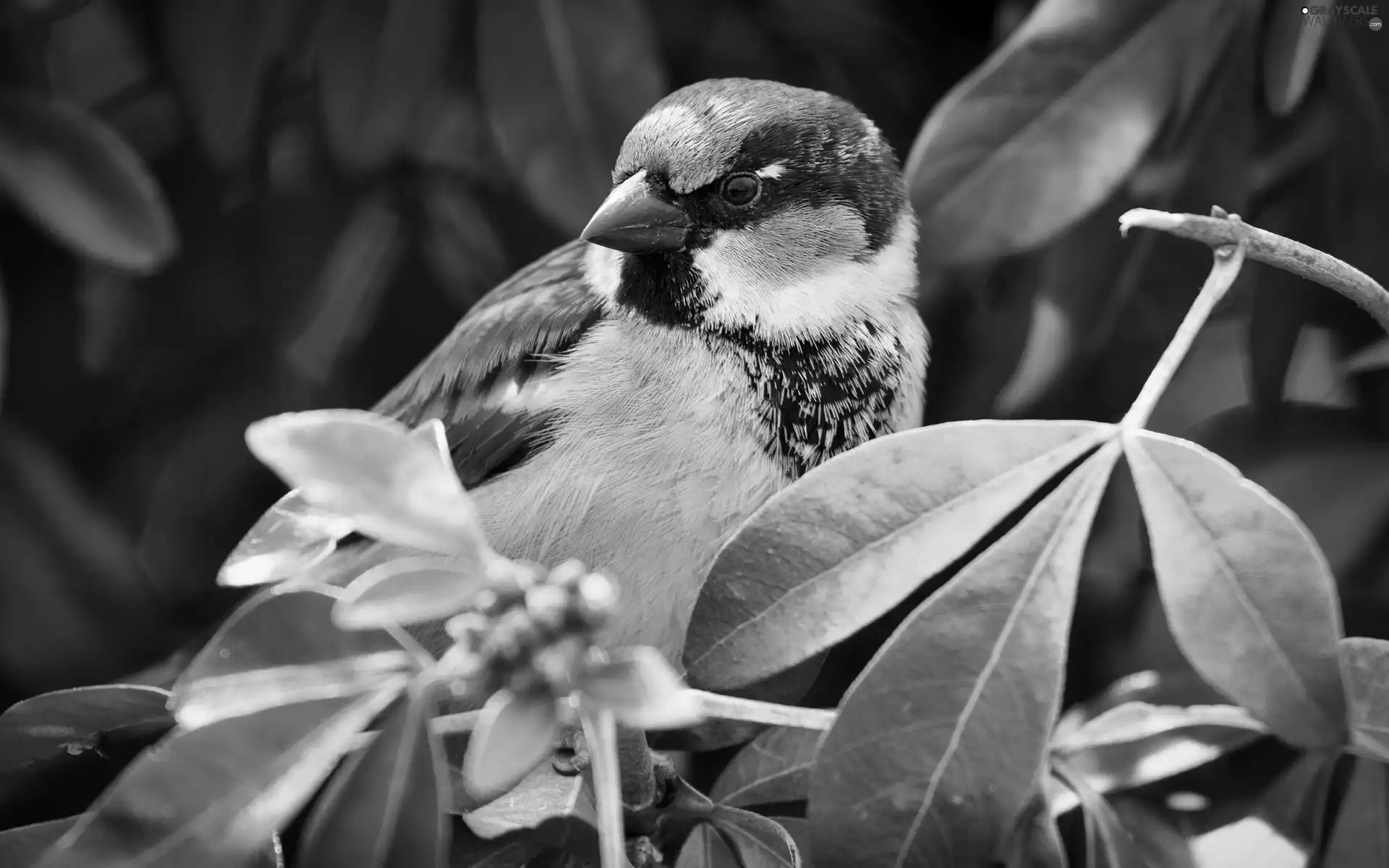 Leaf, sparrow, twig