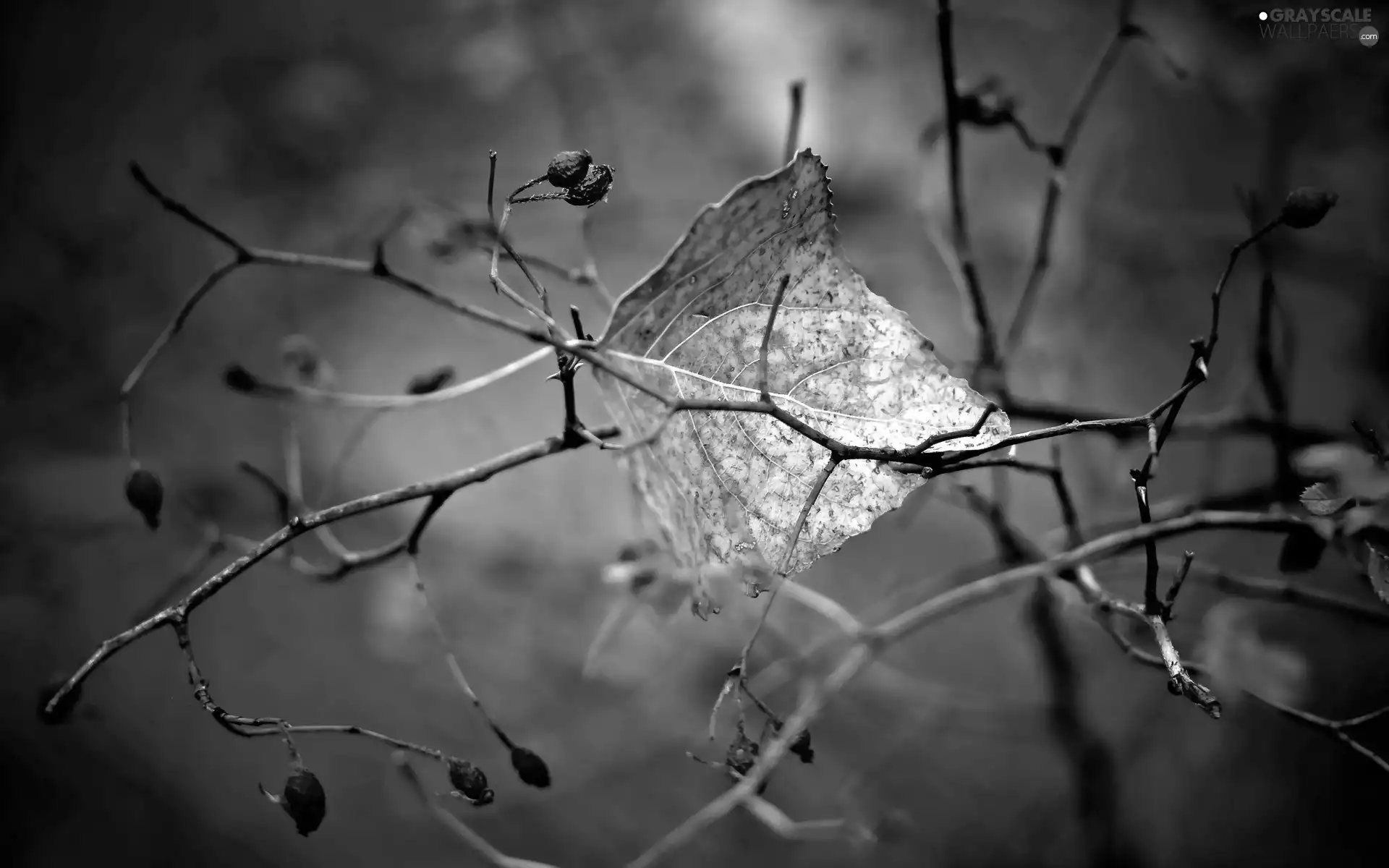 leaf, Bush, Twigs