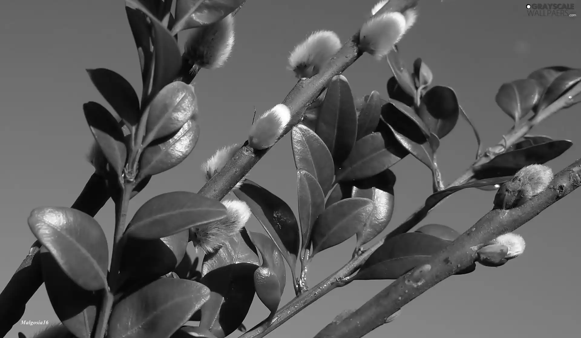 green ones, database, Boxwood, Twigs, Willow, Leaf, Sky