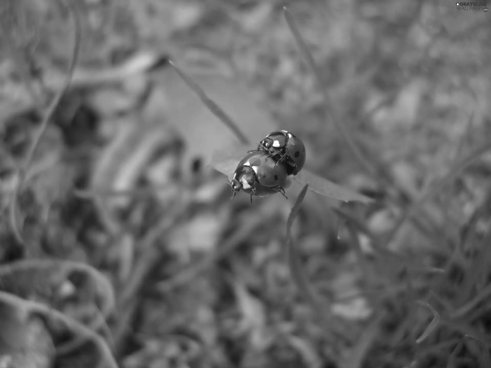 leaf, ladybugs, Two