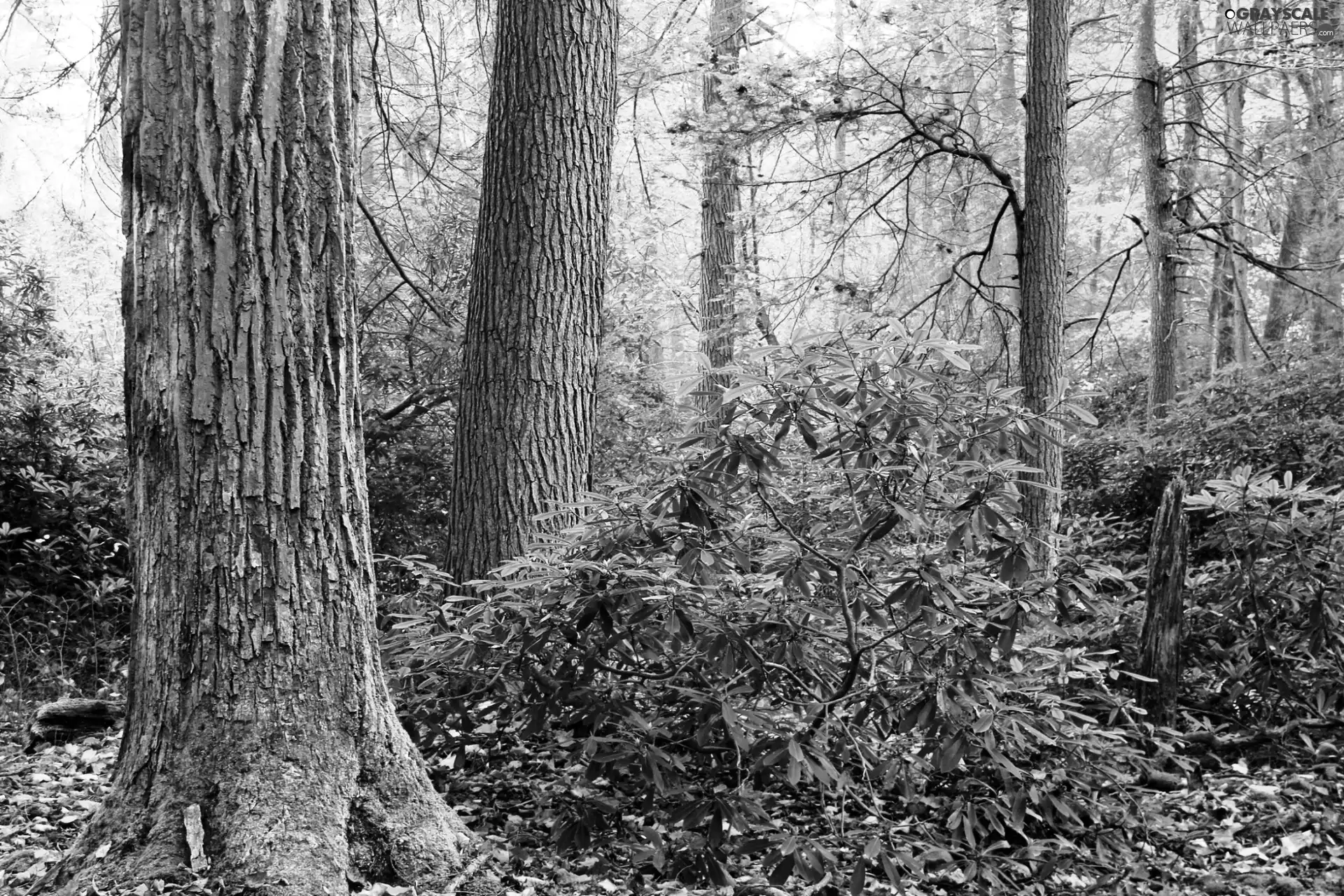 Leaf, forest, VEGETATION