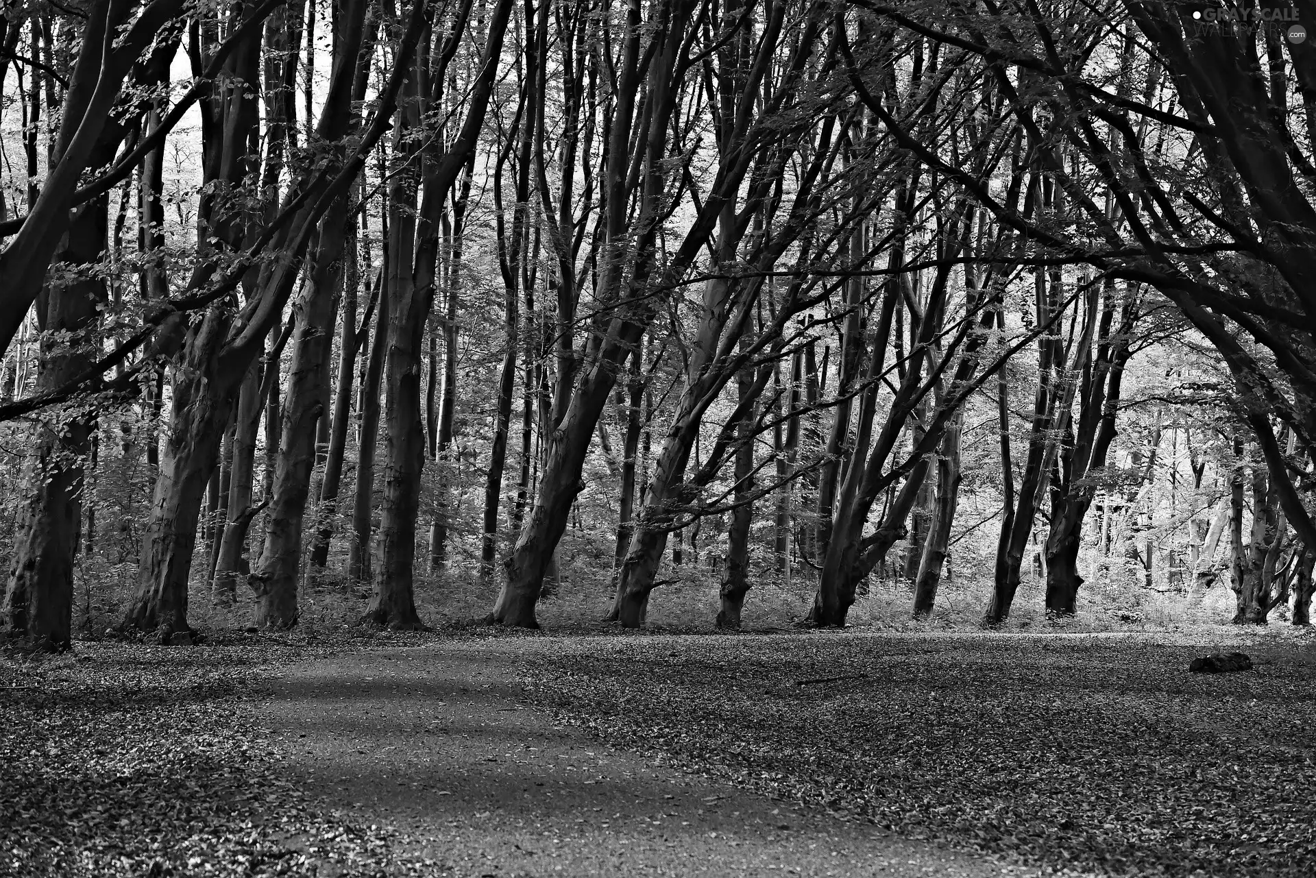 forest, trees, fallen, Leaf, Way, viewes
