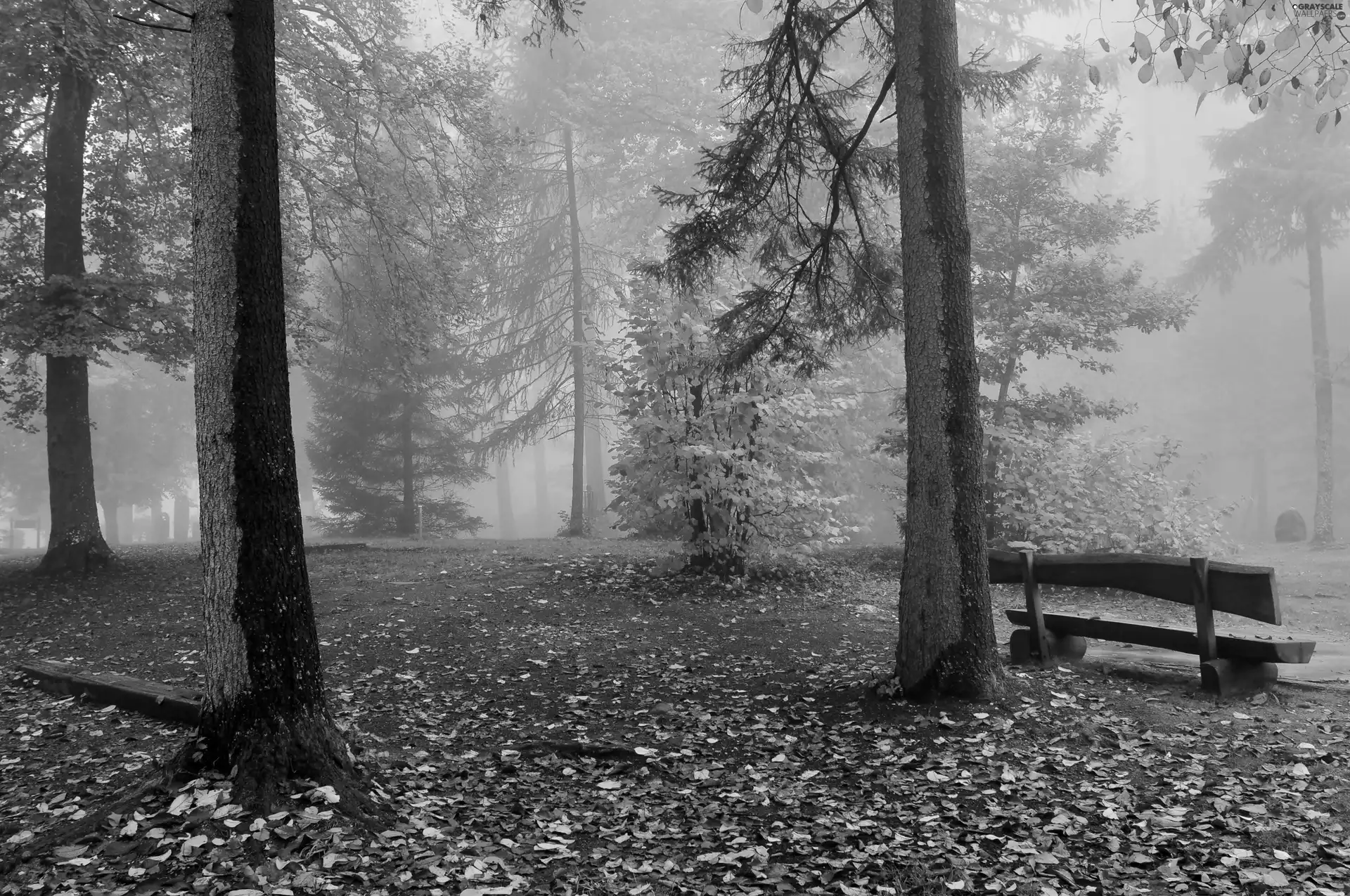 viewes, Leaf, autumn, Bench, morning, trees, forest, Fog