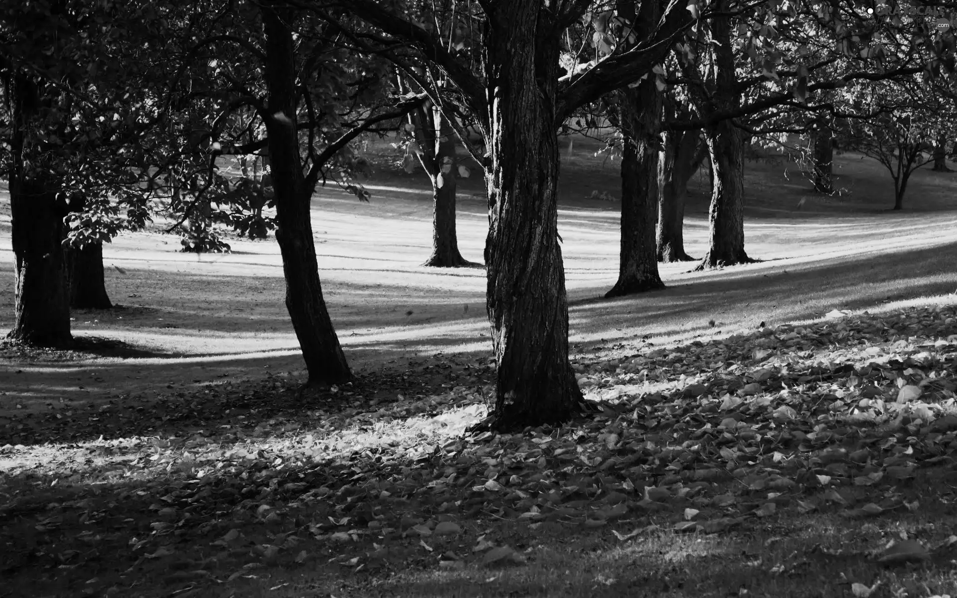 Leaf, trees, viewes