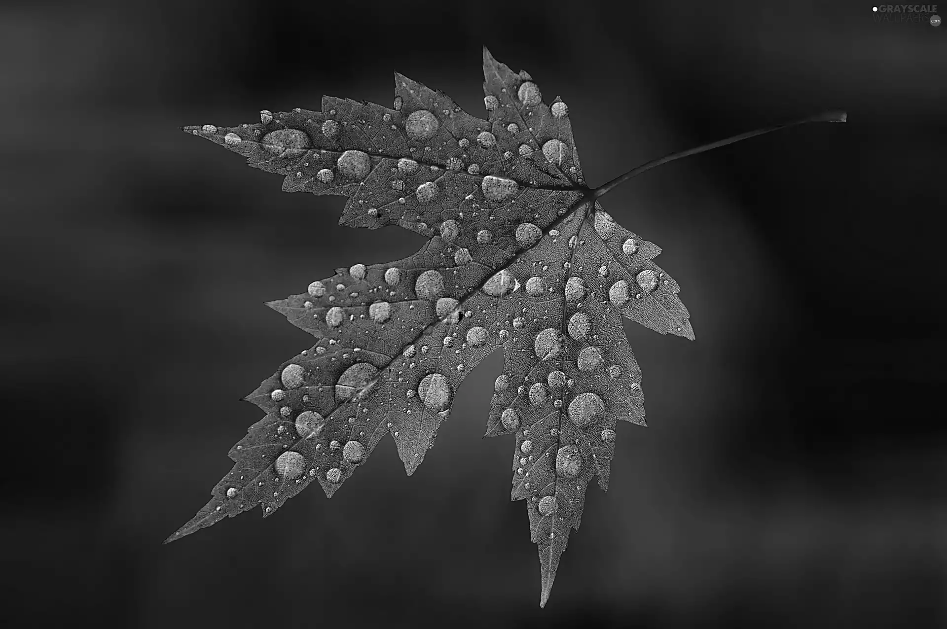 leaf, drops, Violet