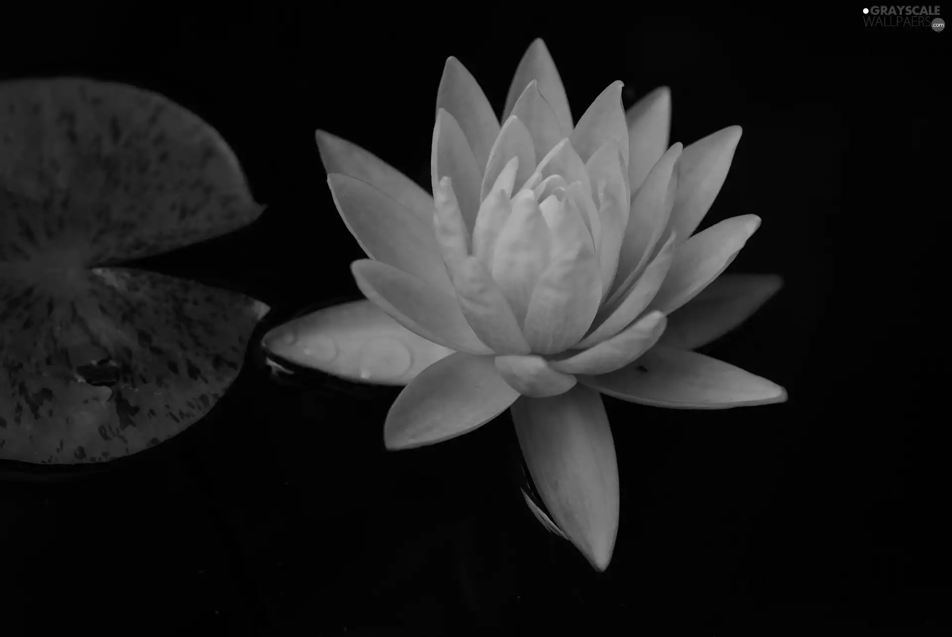 leaf, water, water, rouge, Lily
