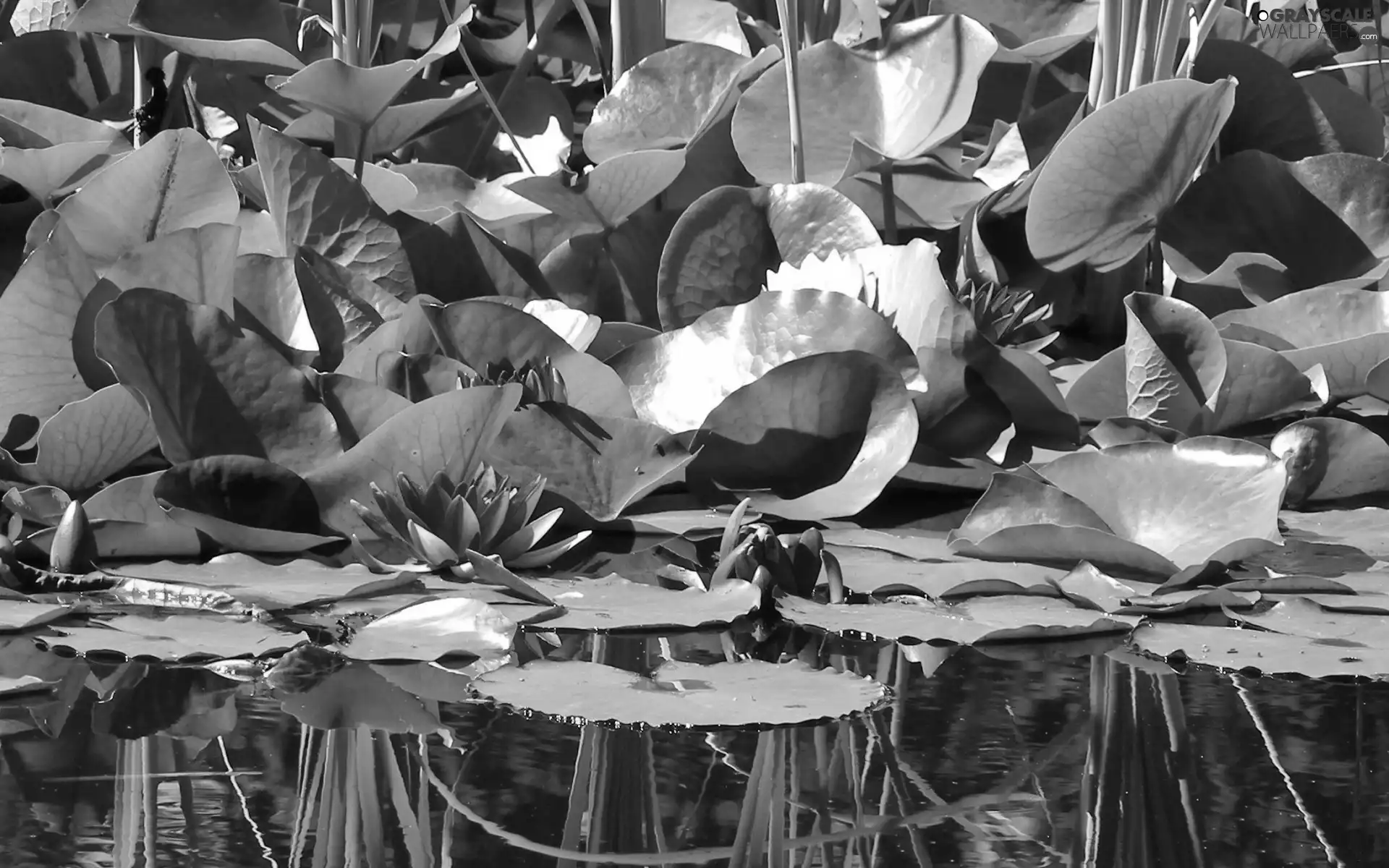Leaf, lilies, water