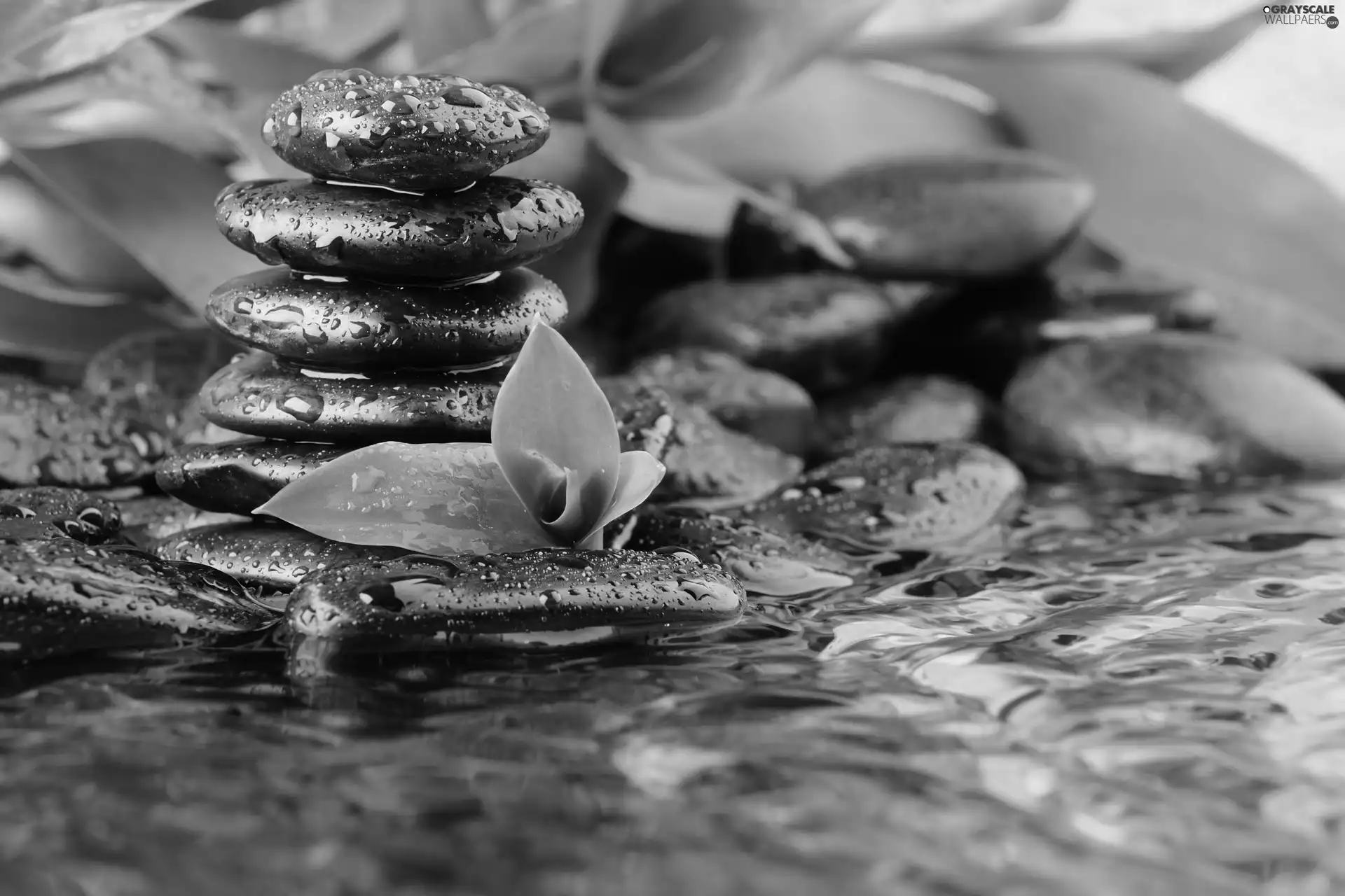 Leaf, Stones, water