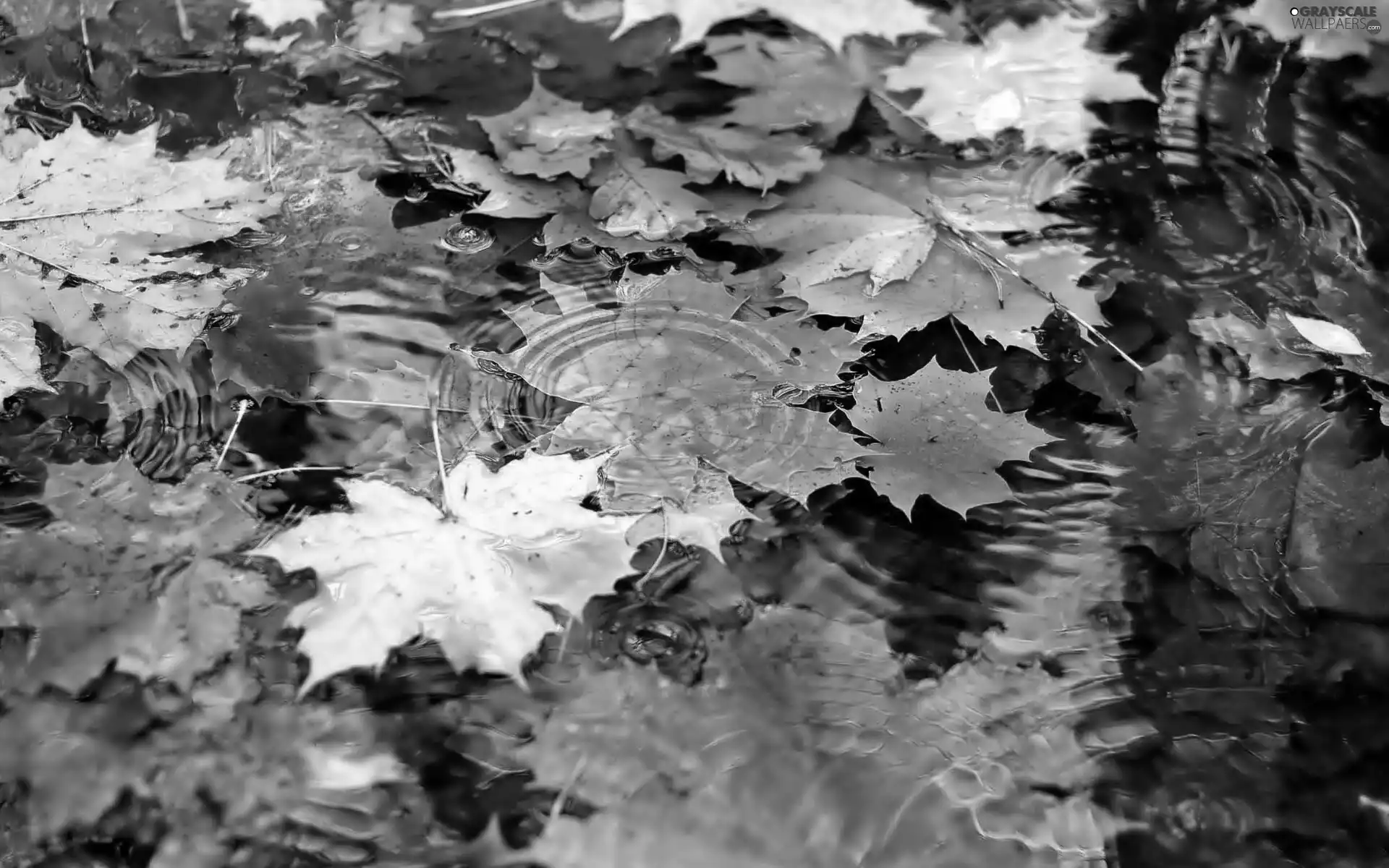 In the water, autumn, Leaf