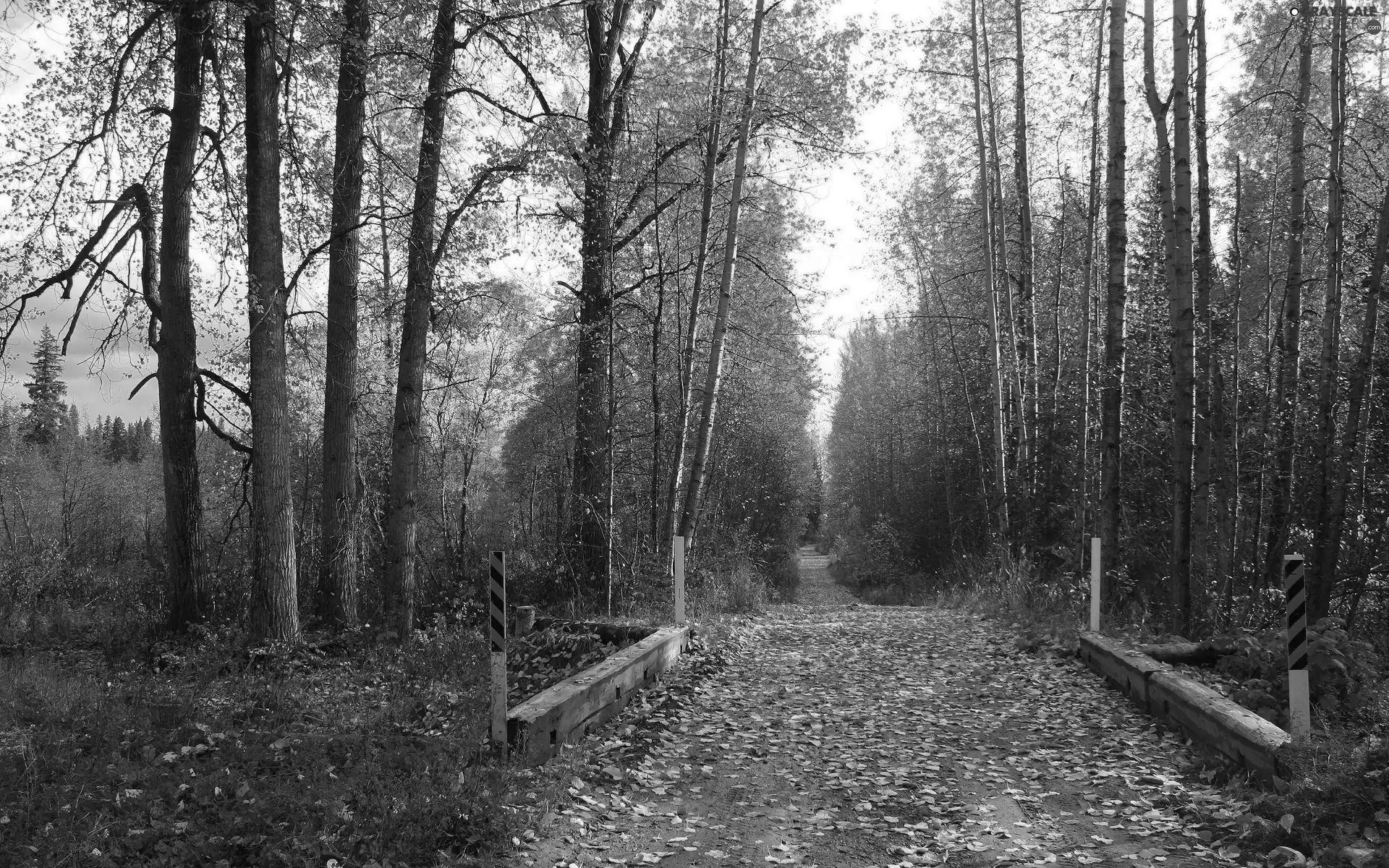 Leaf, forest, Way