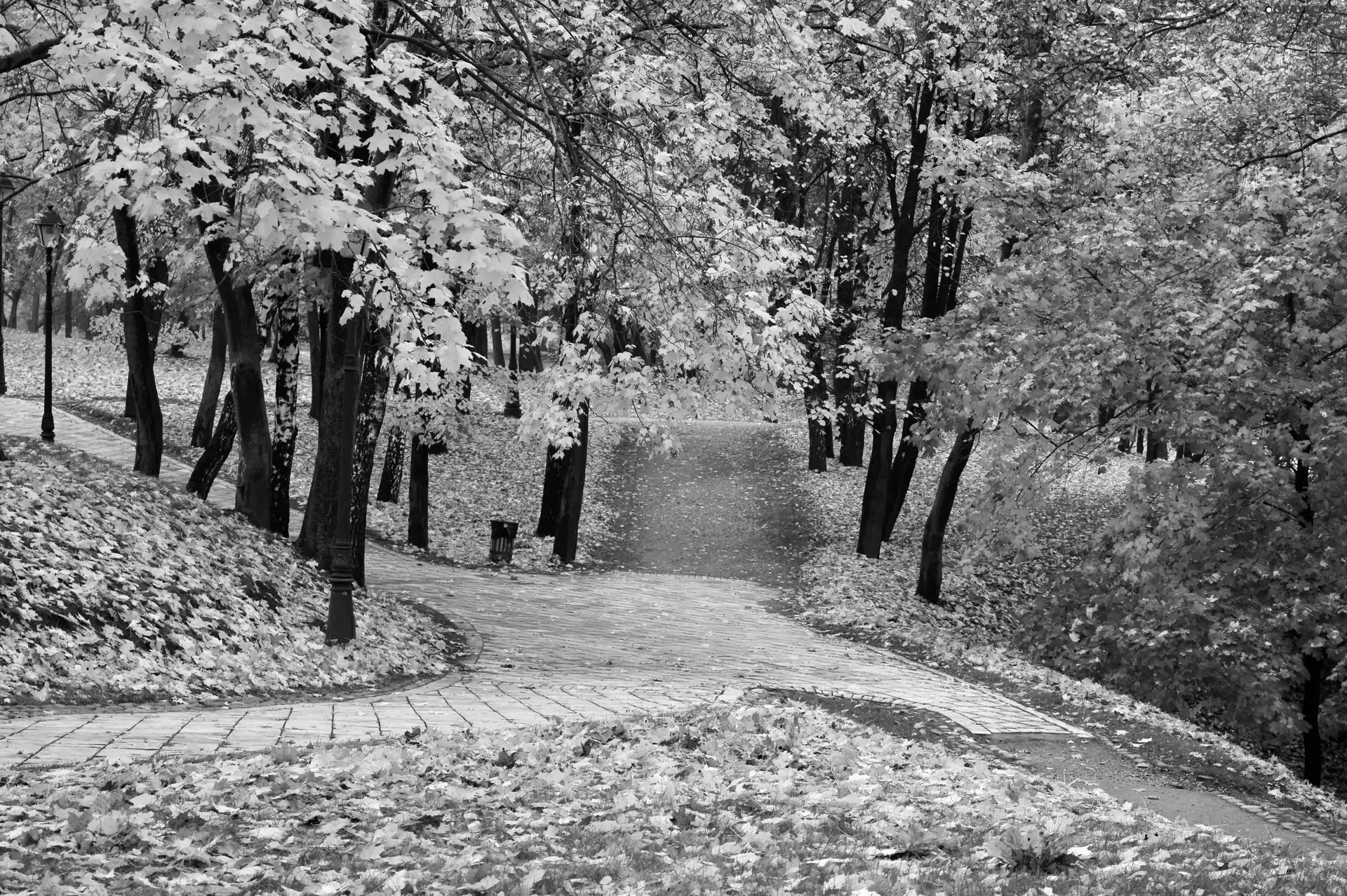 viewes, Park, grass, trees, autumn, Leaf, Way