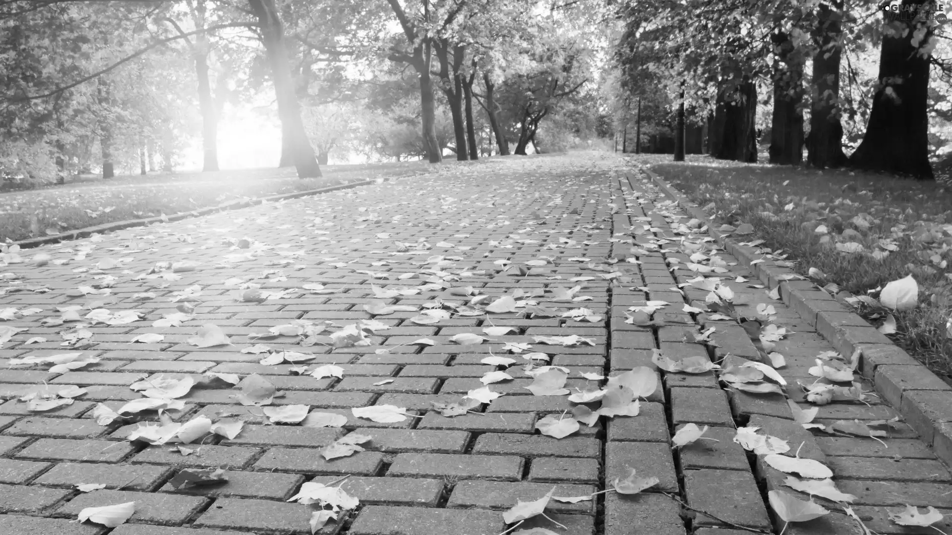 viewes, autumn, Pavement, trees, Park, Leaf, Way