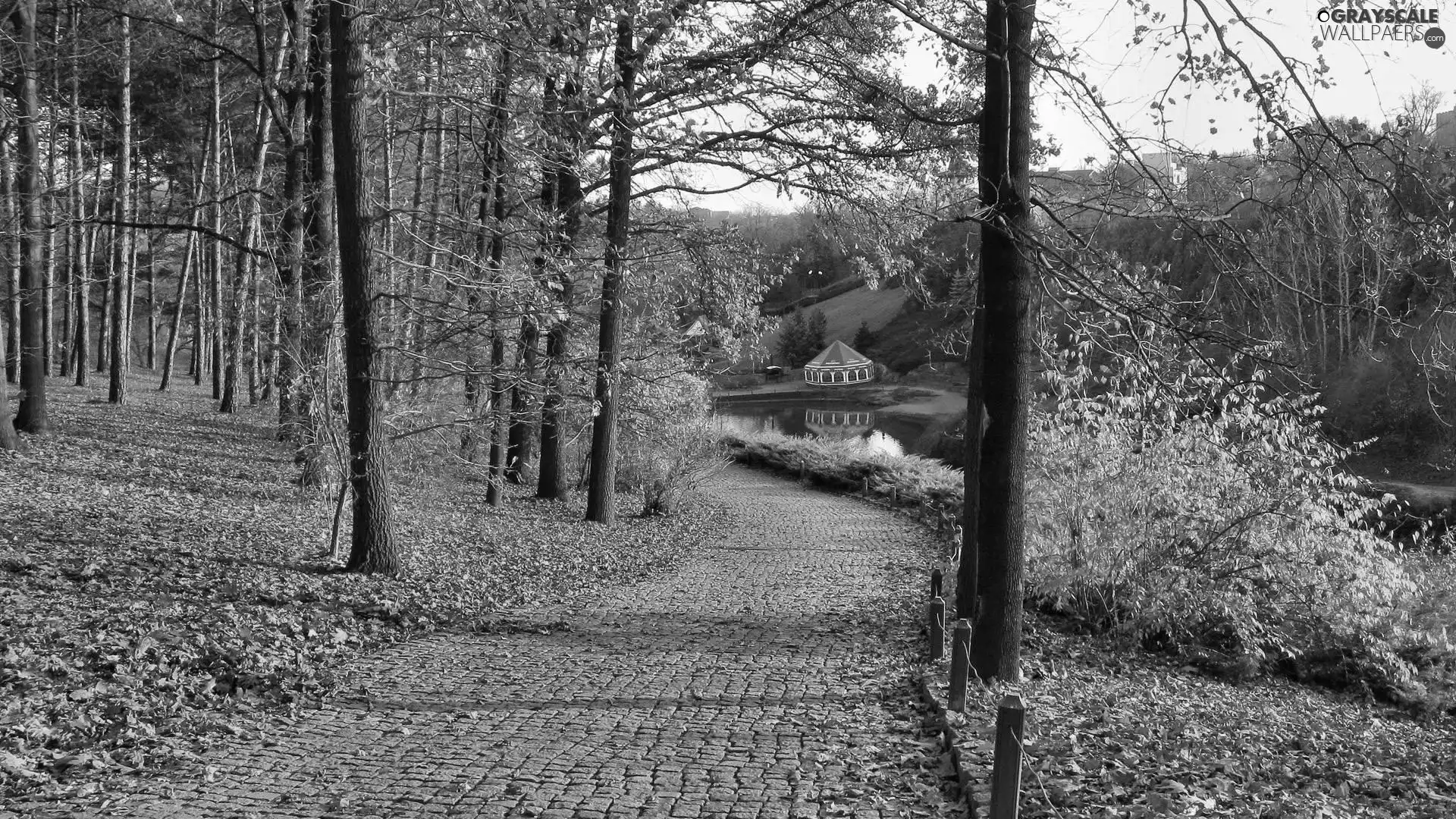 trees, Park, Leaf, Way, viewes, autumn