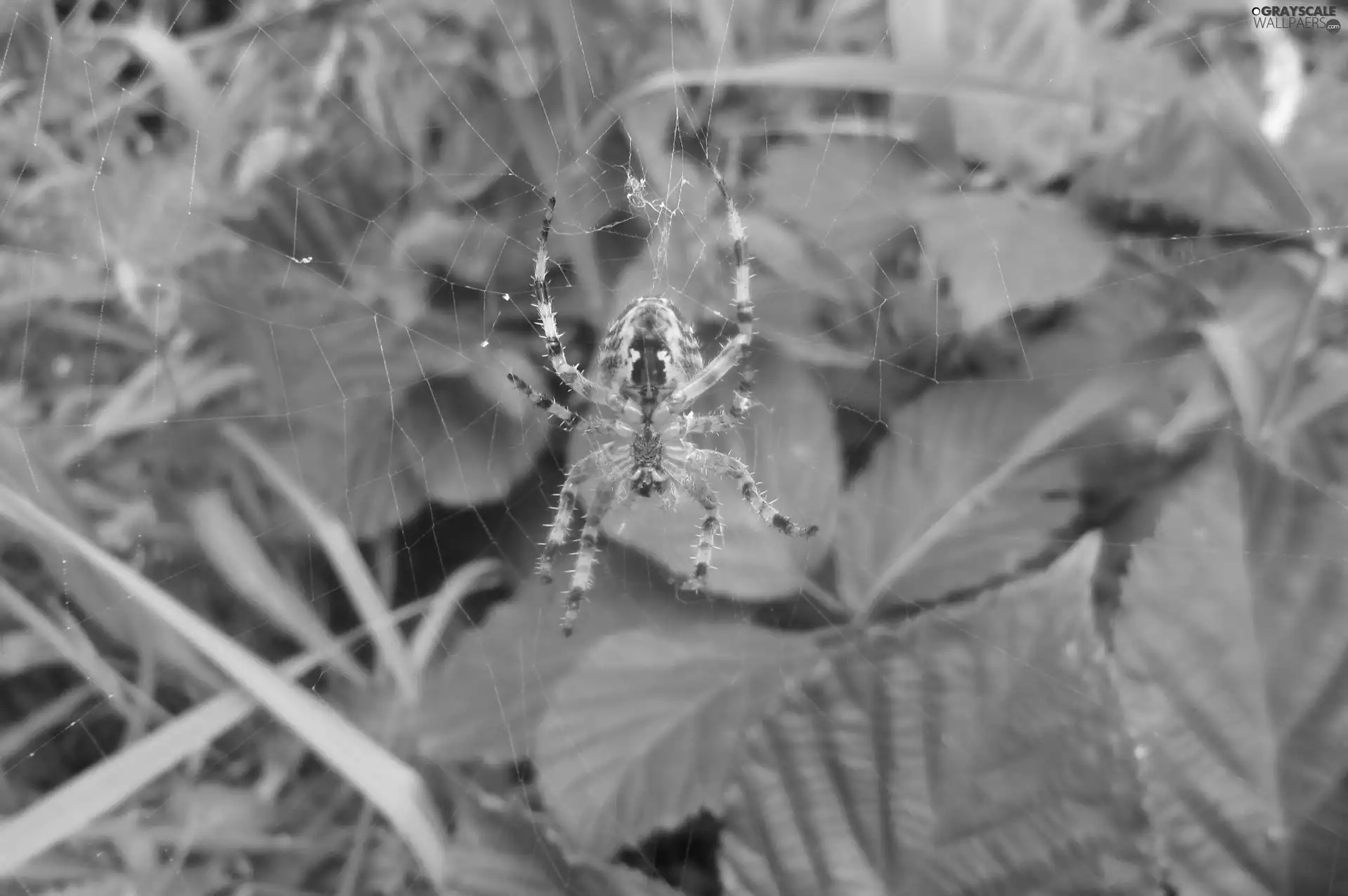 Leaf, Spider, Web